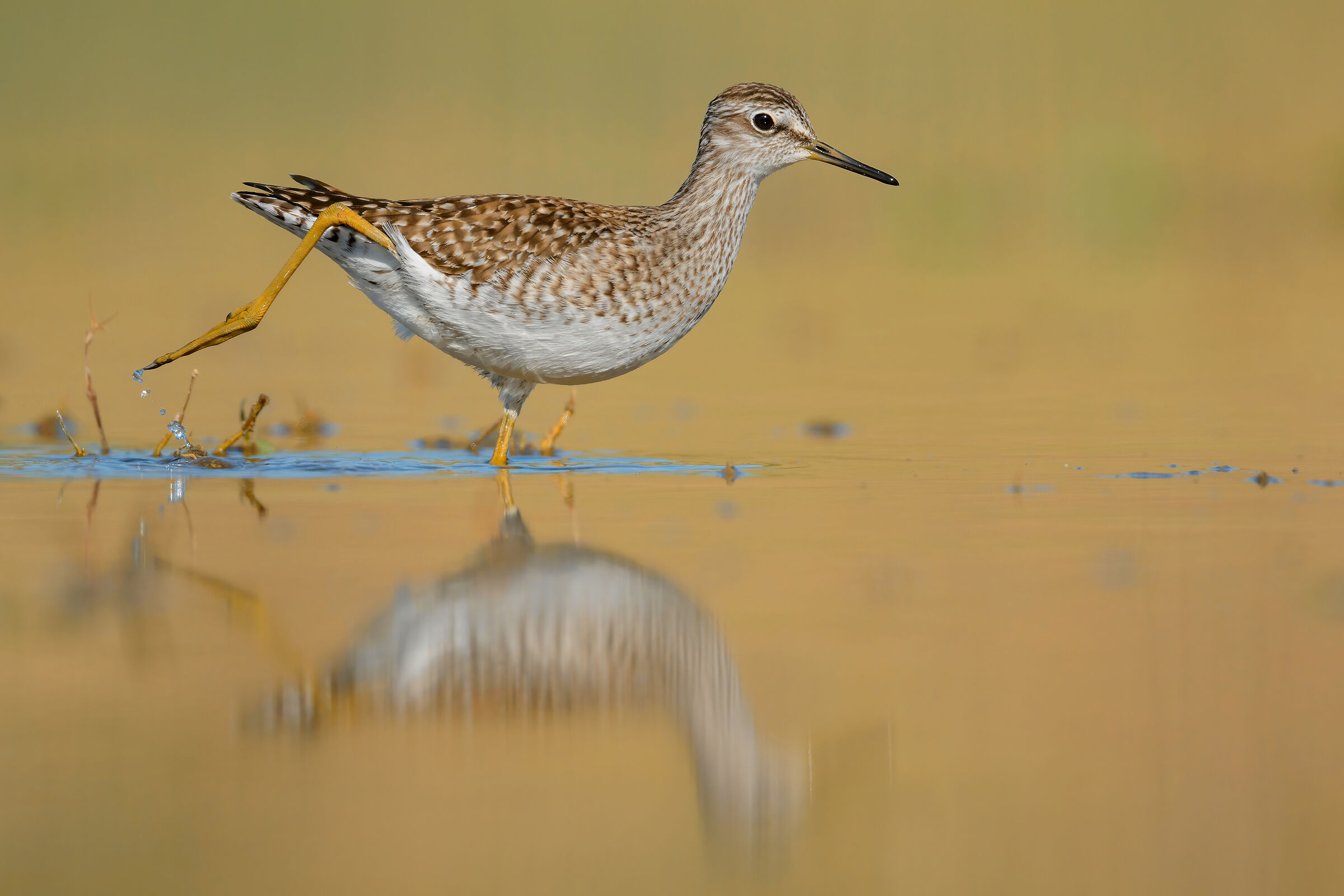 Pyro pyro boschereccio