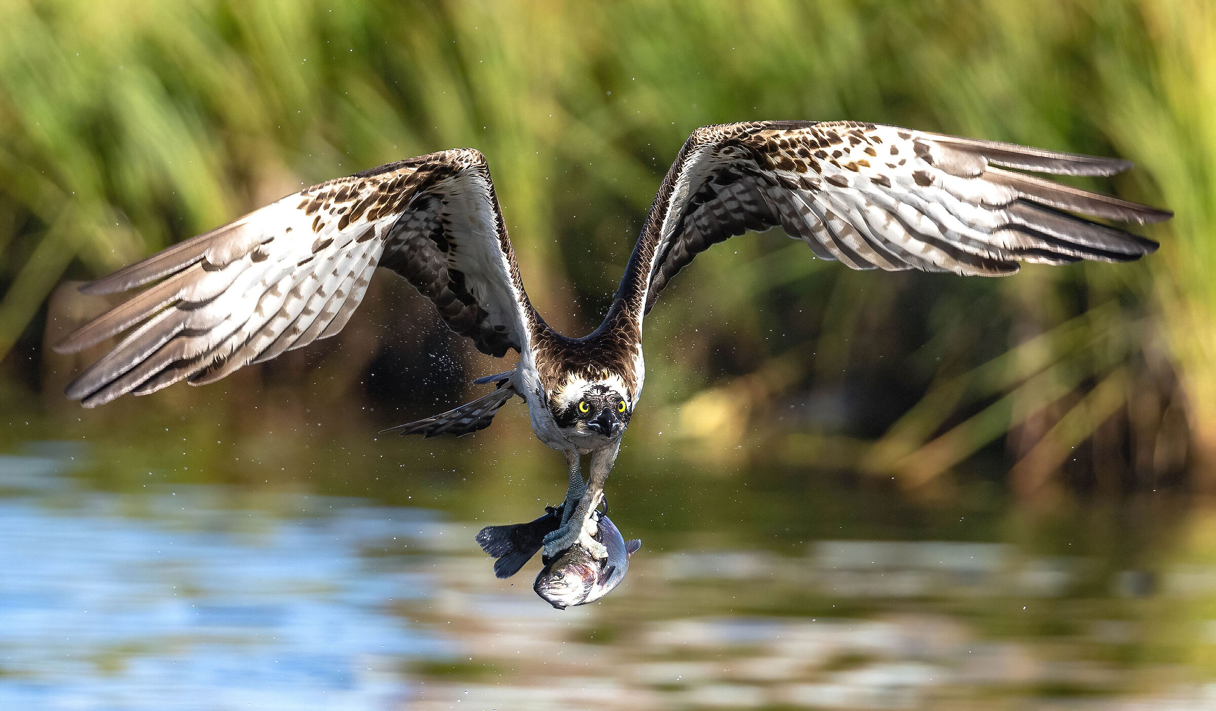 Le leggi della natura.