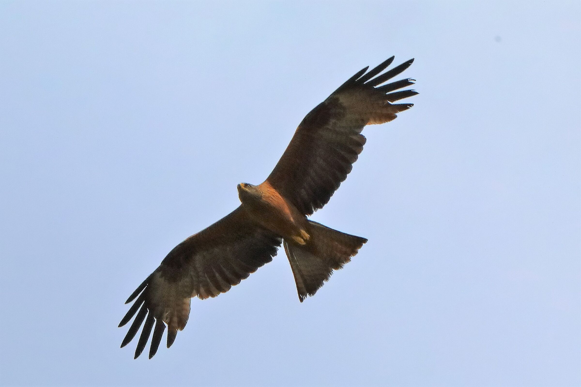 Nibbio bruno 29-06-2022