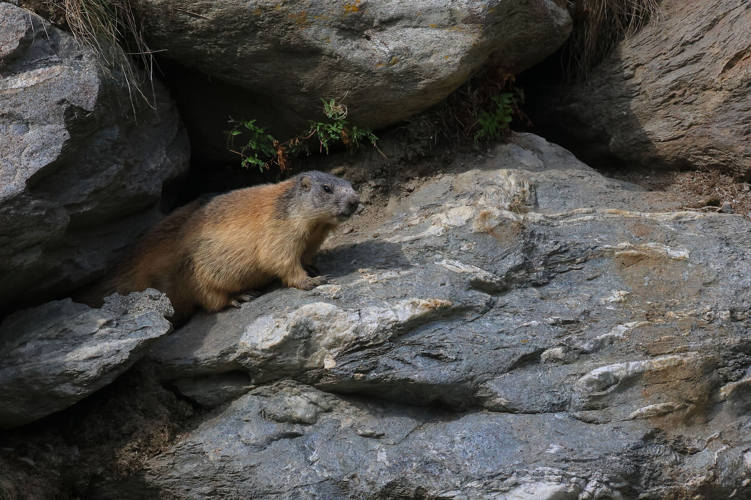 Marmotta