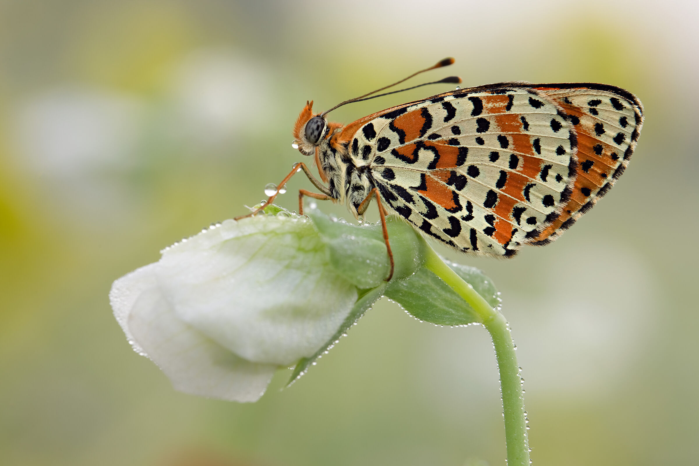 Melitaea Dydima