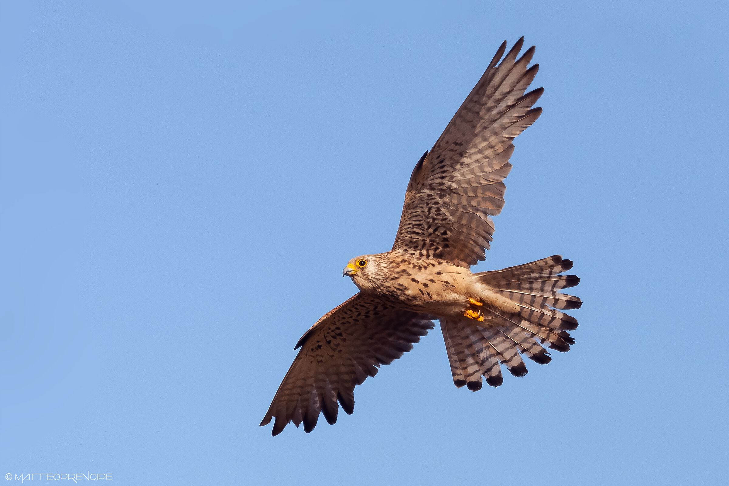 Kestrel