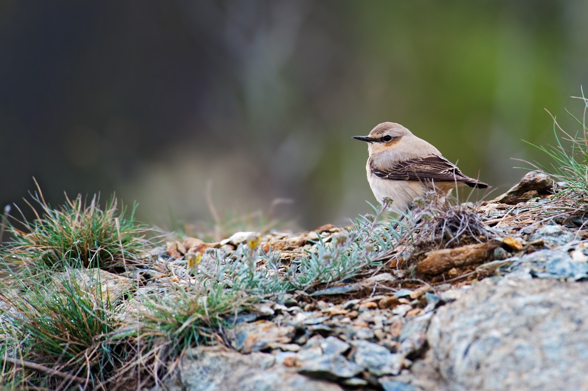 Culbianco ambientato