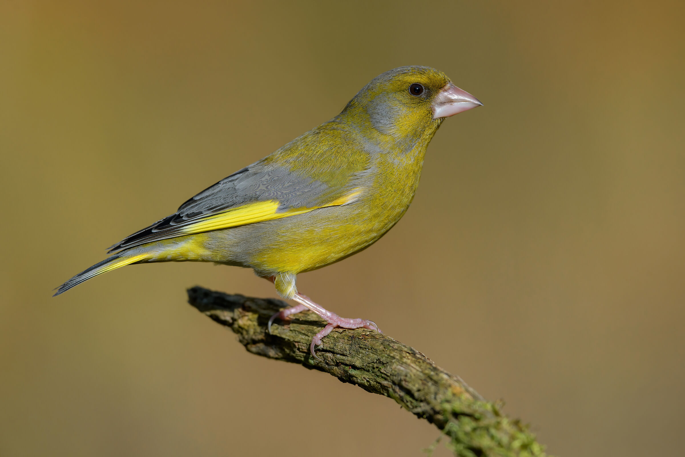Greenfinch