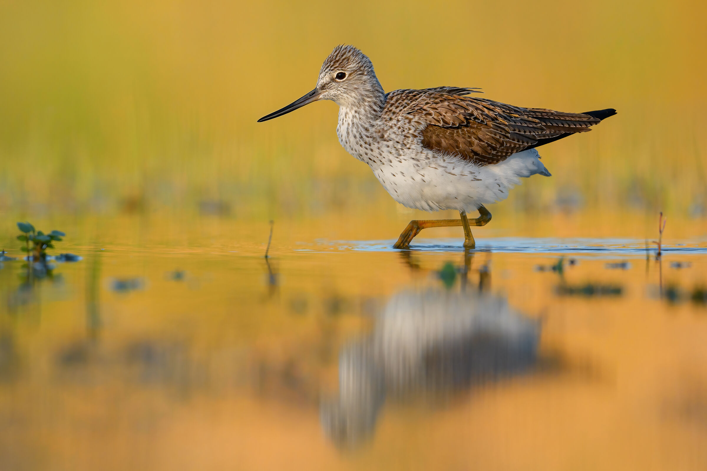 Greenshank