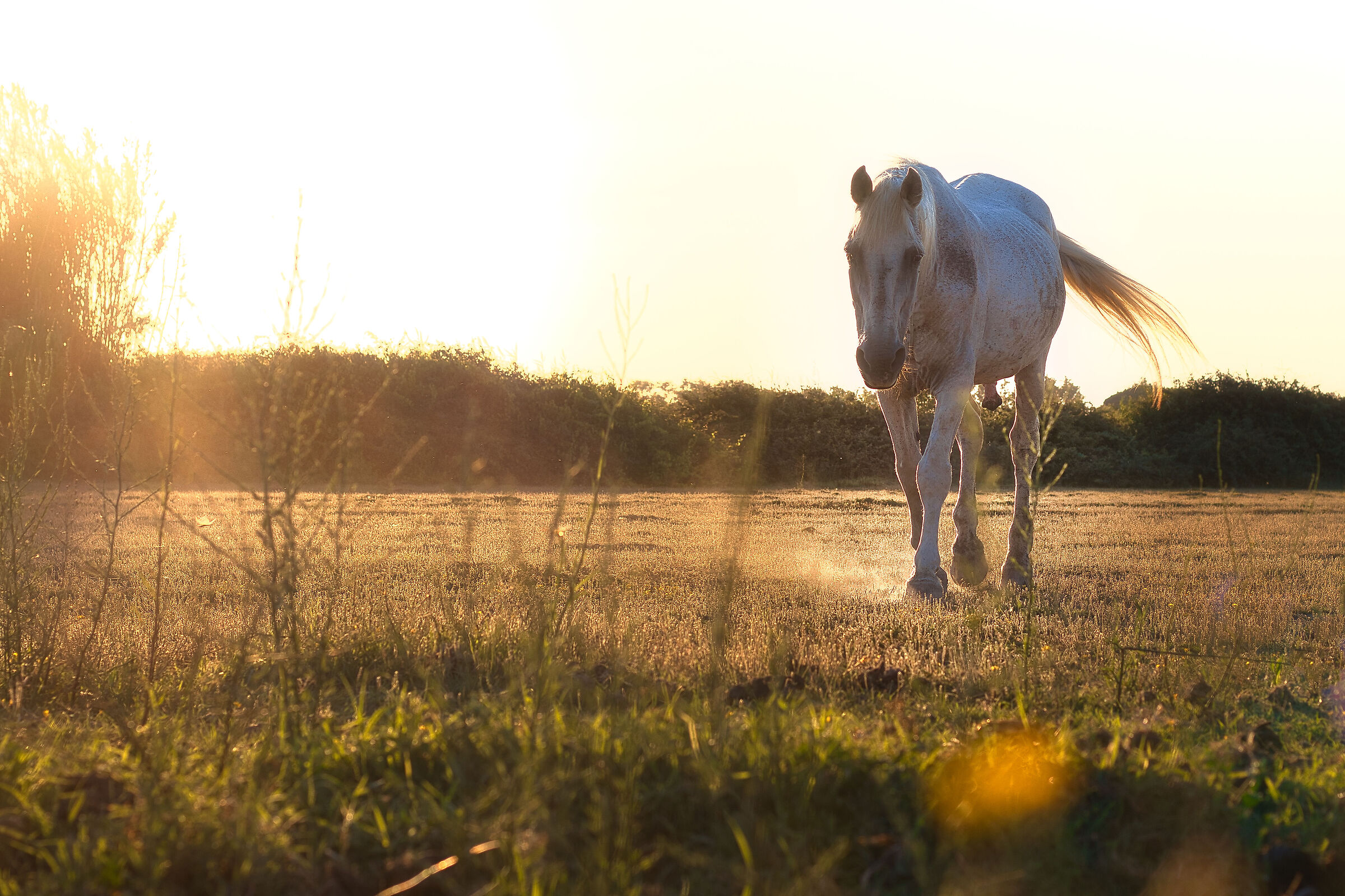 Cavalli Bianchi - Camargue - Francia