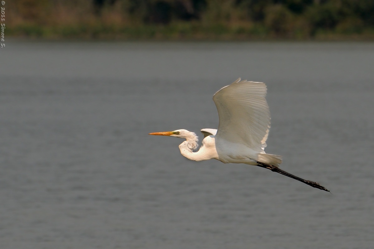 Great Egret (Casmerodius albus)