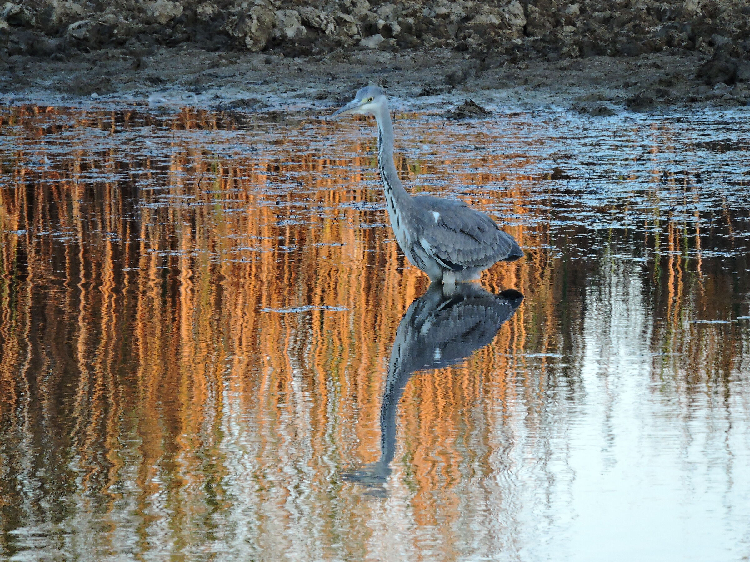 marshes