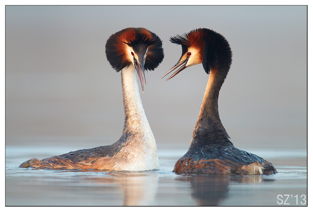 Great Crested Grebes (Podiceps cristatus)