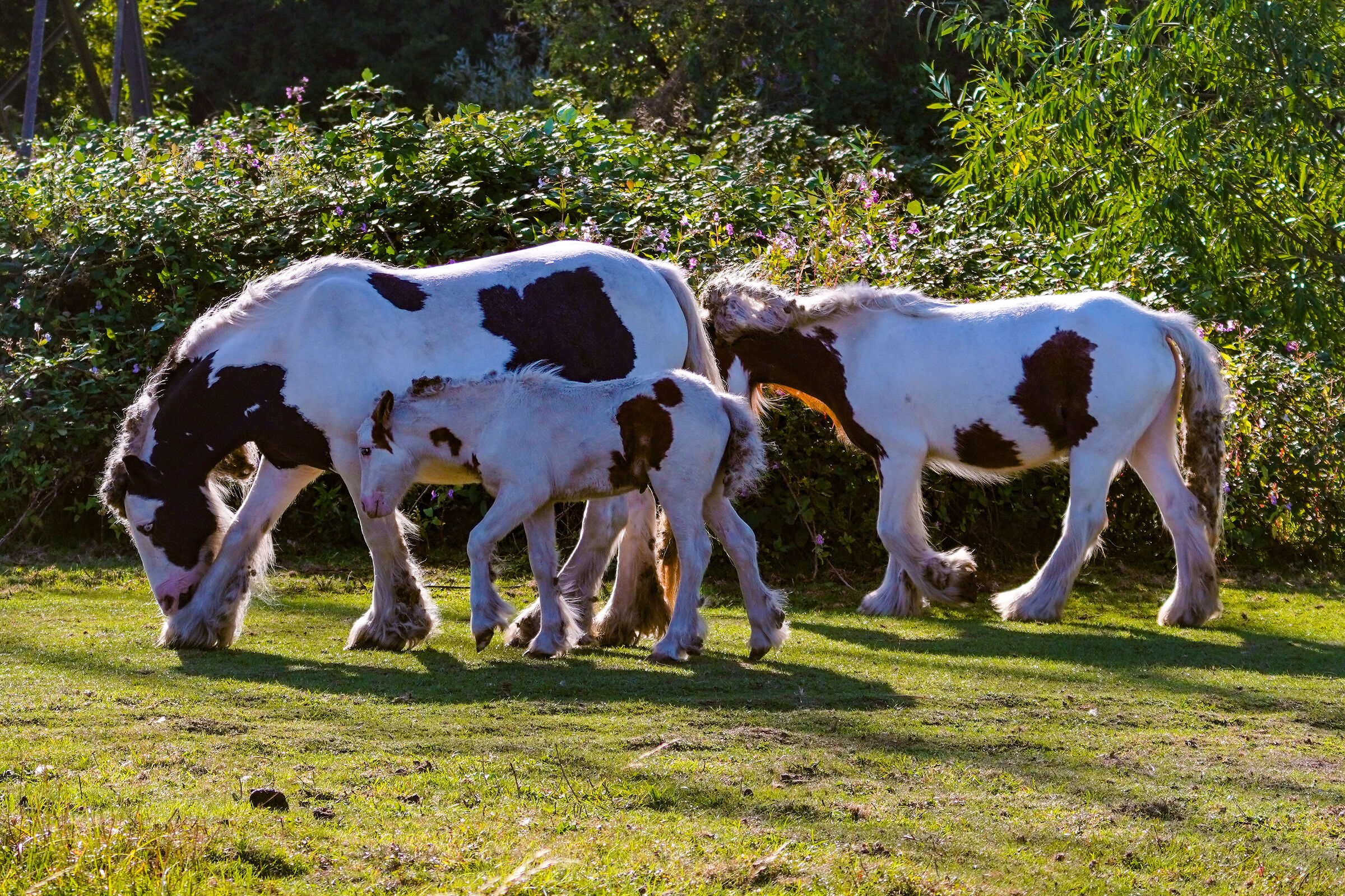 Horses