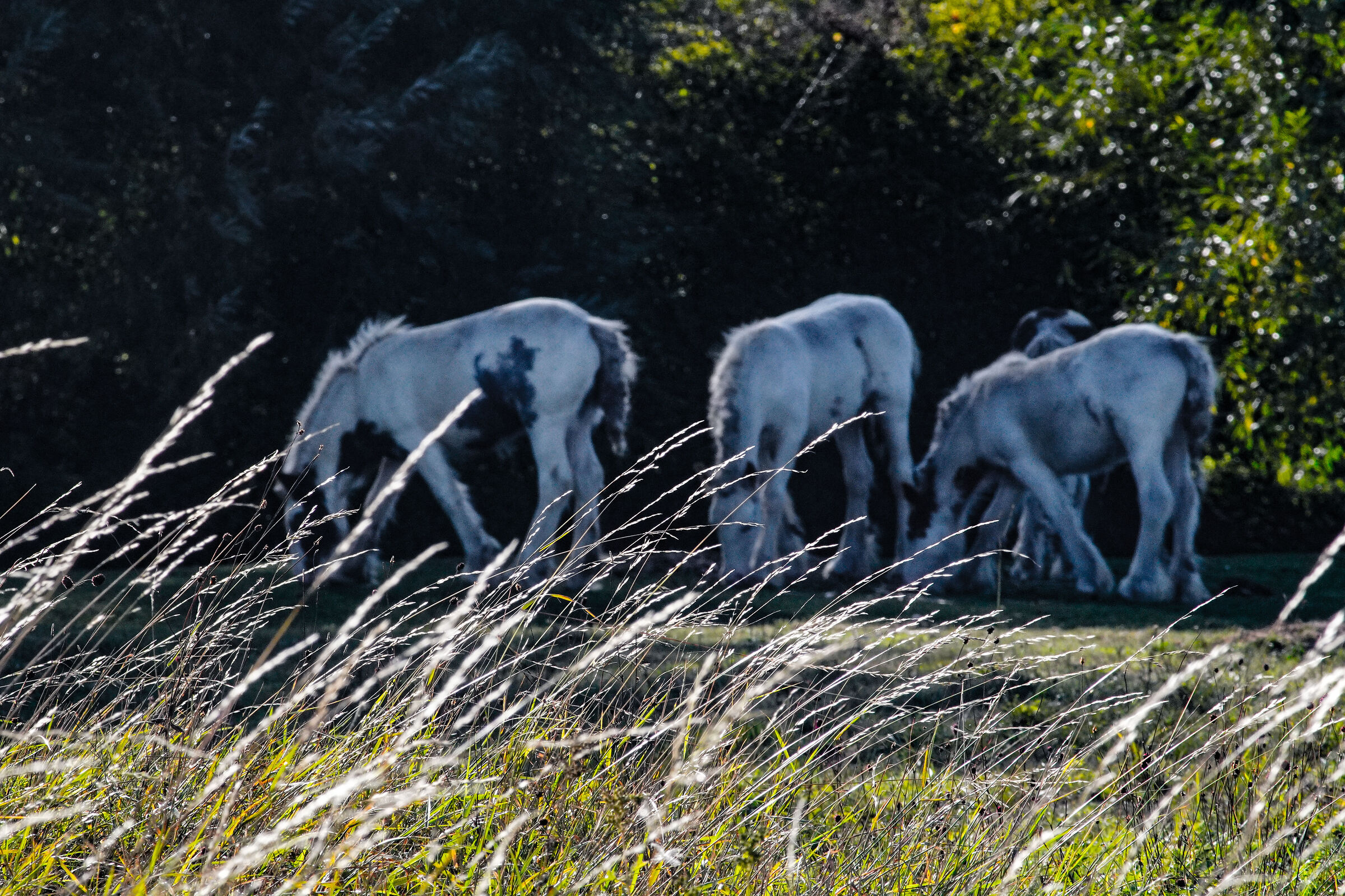 Horses