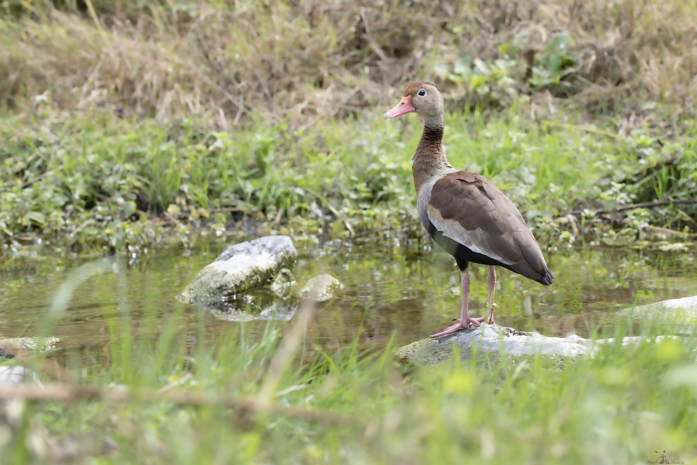 Dendrocigna red beak