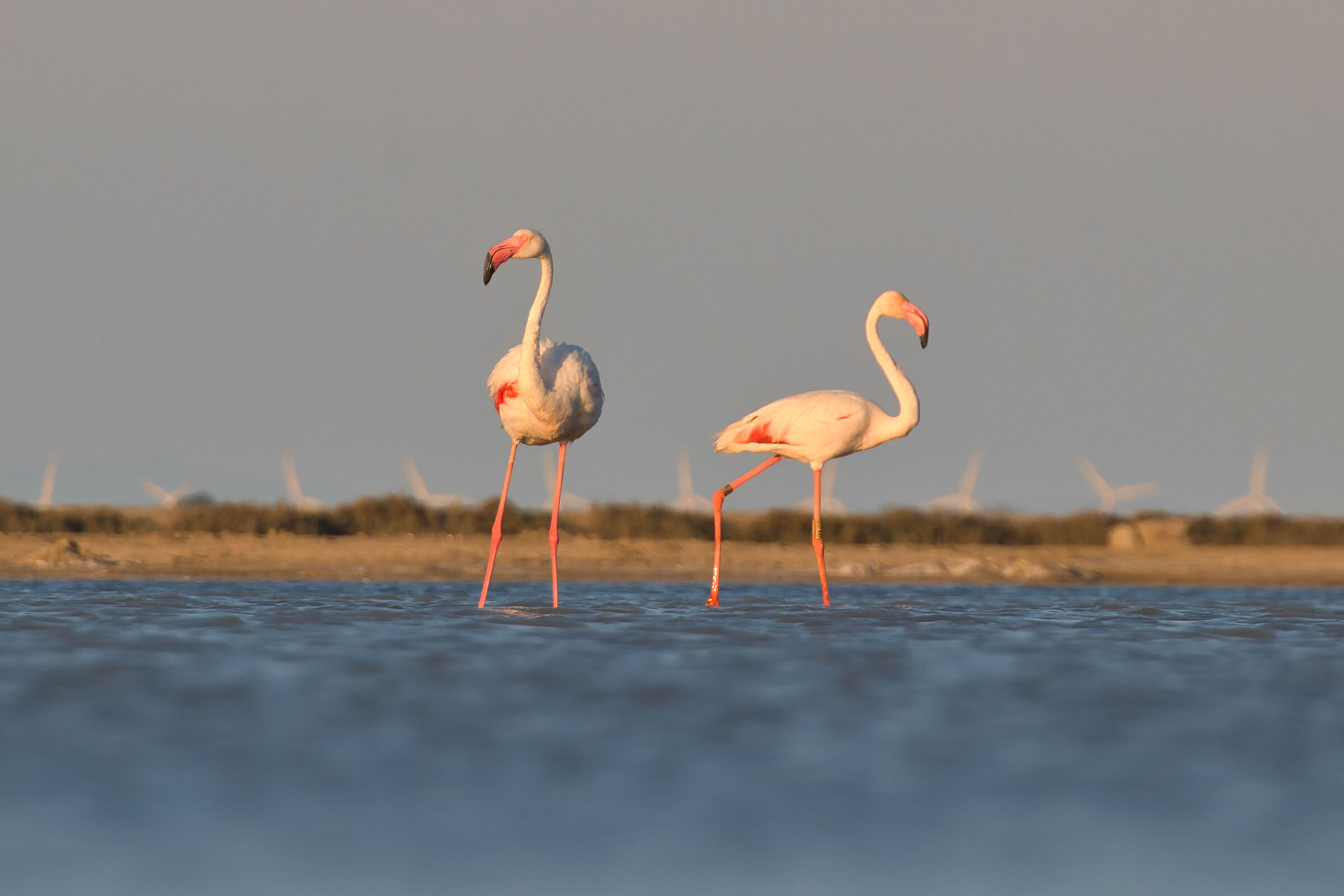 Fenicotteri -- Camargue - Francia