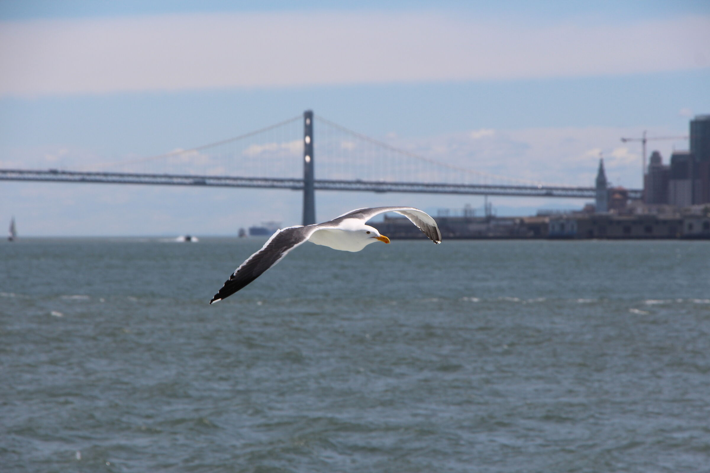 Bay bridge
