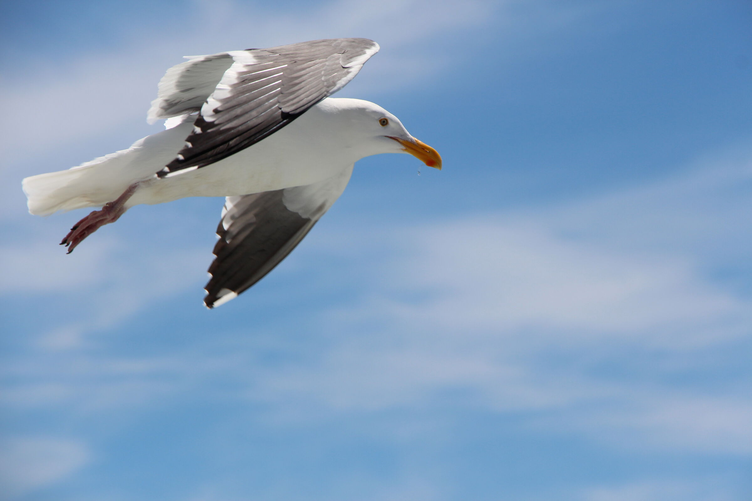 Gull