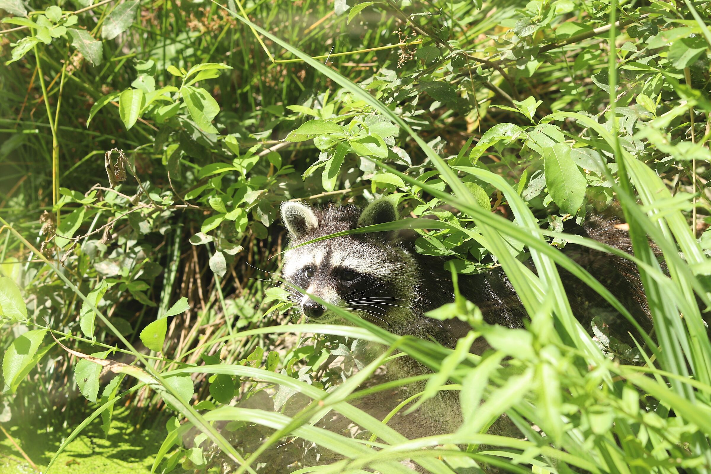 Raccoon