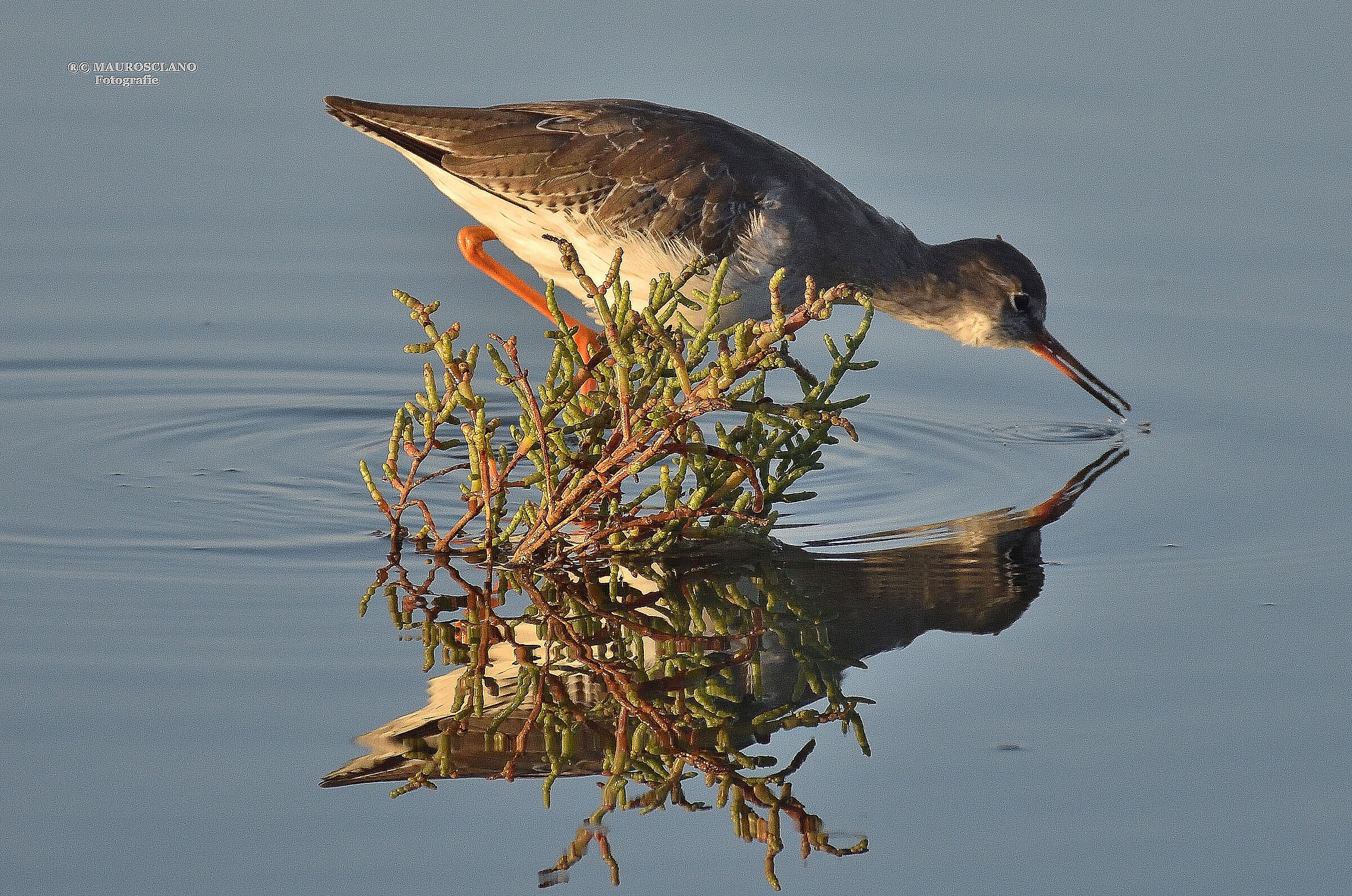 Redshank