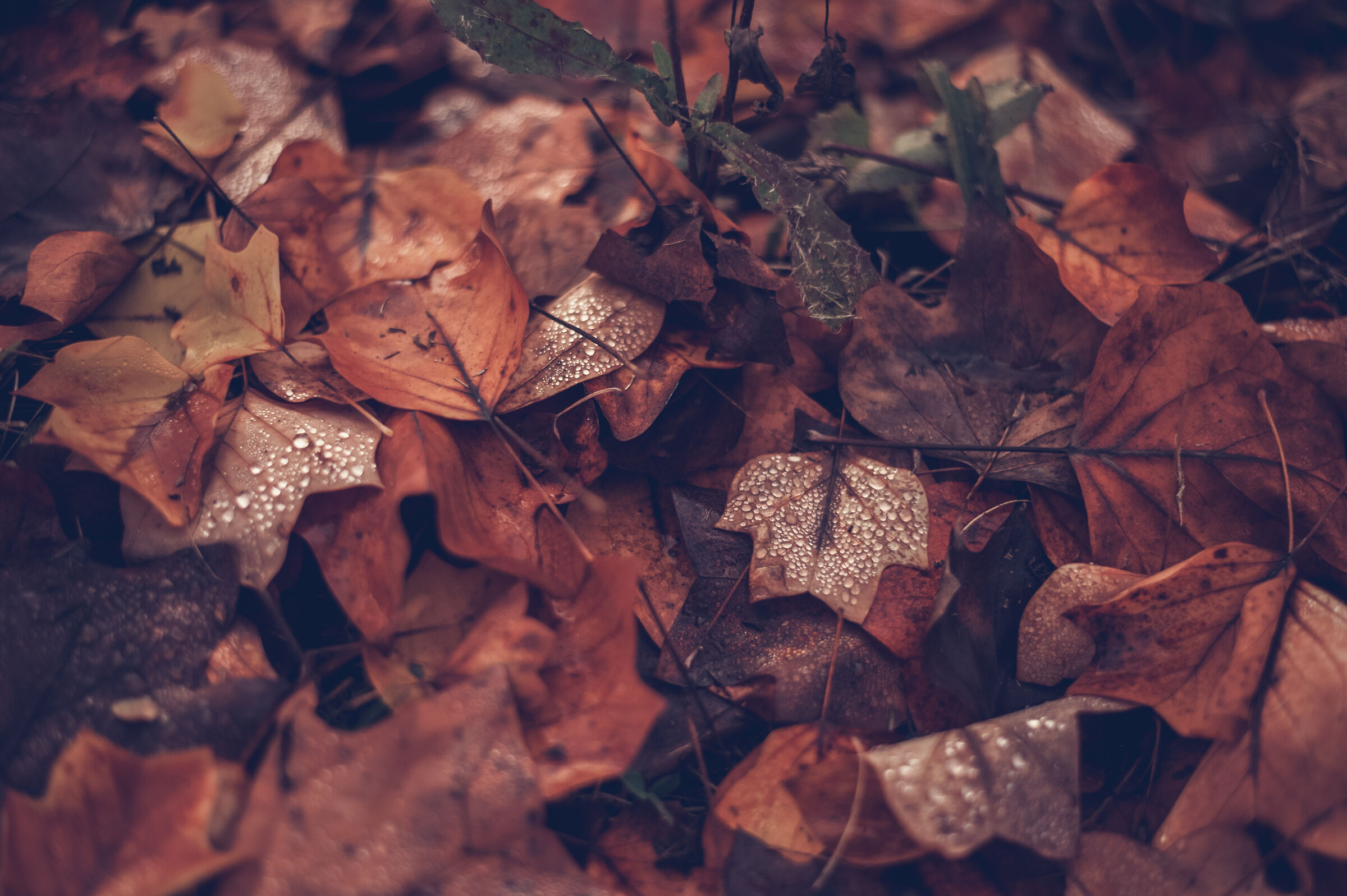 Autumn vibee