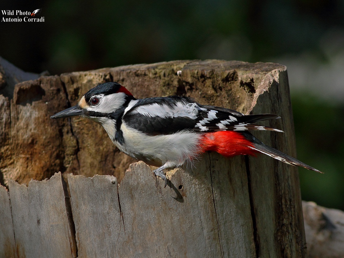 Picchio Rosso Maschio