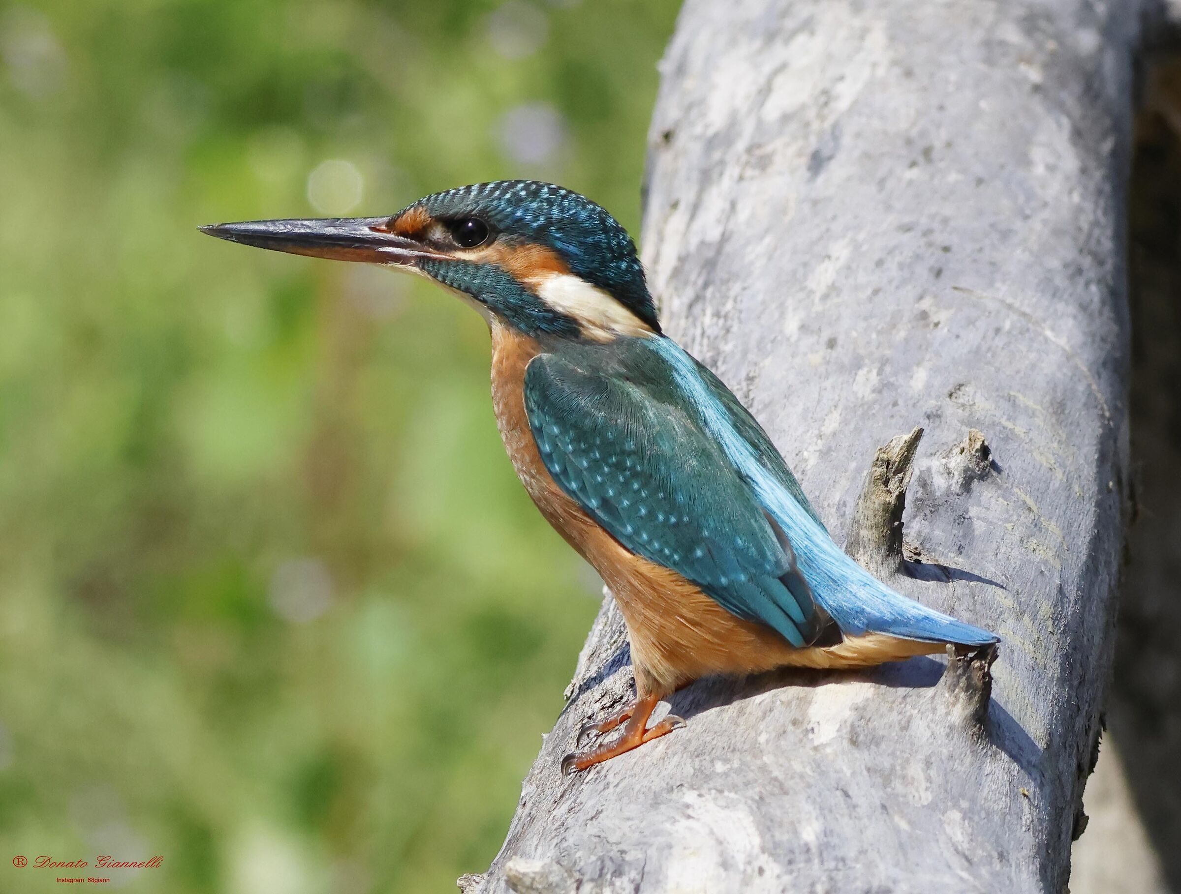 Kingfisher?