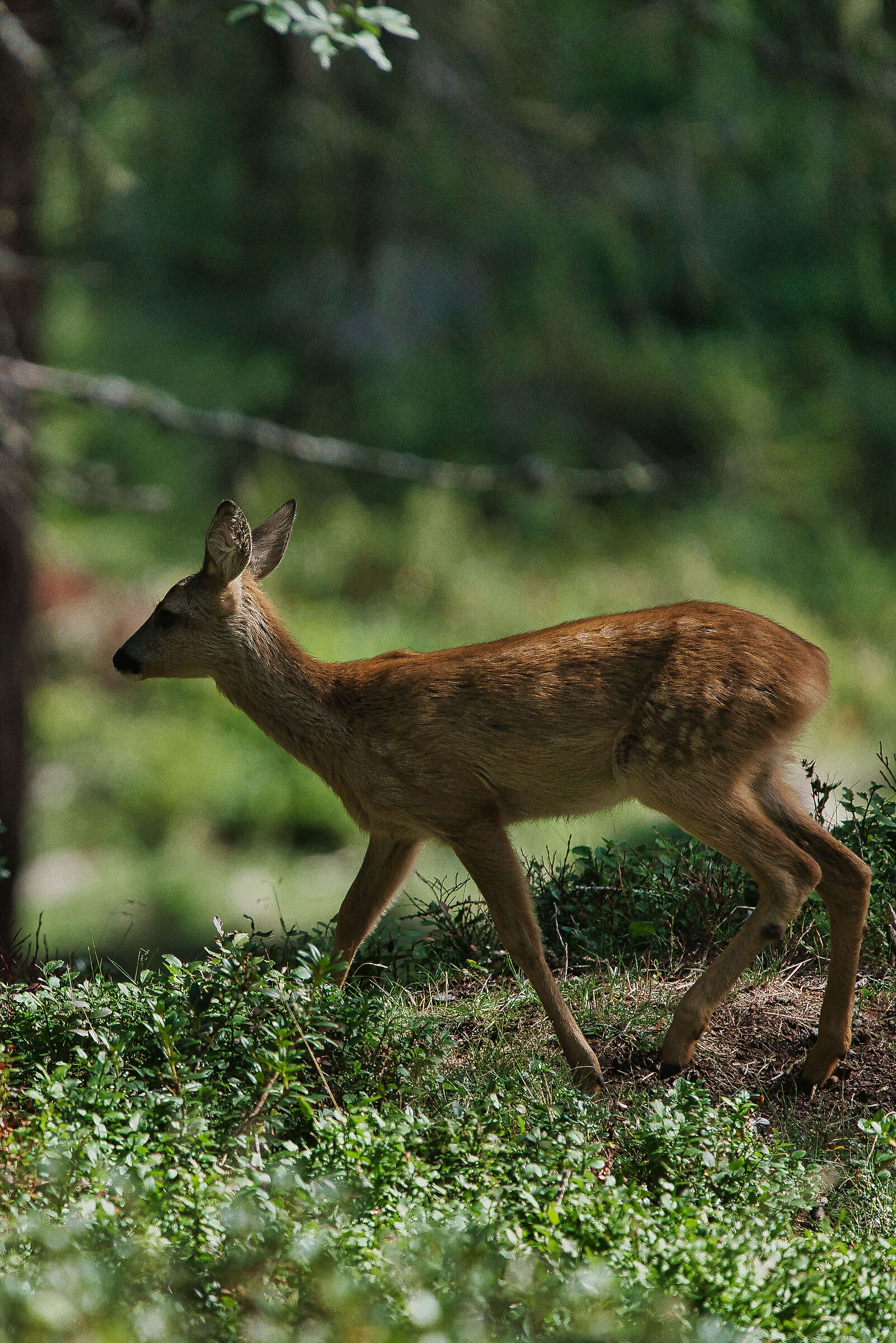 Capriolo