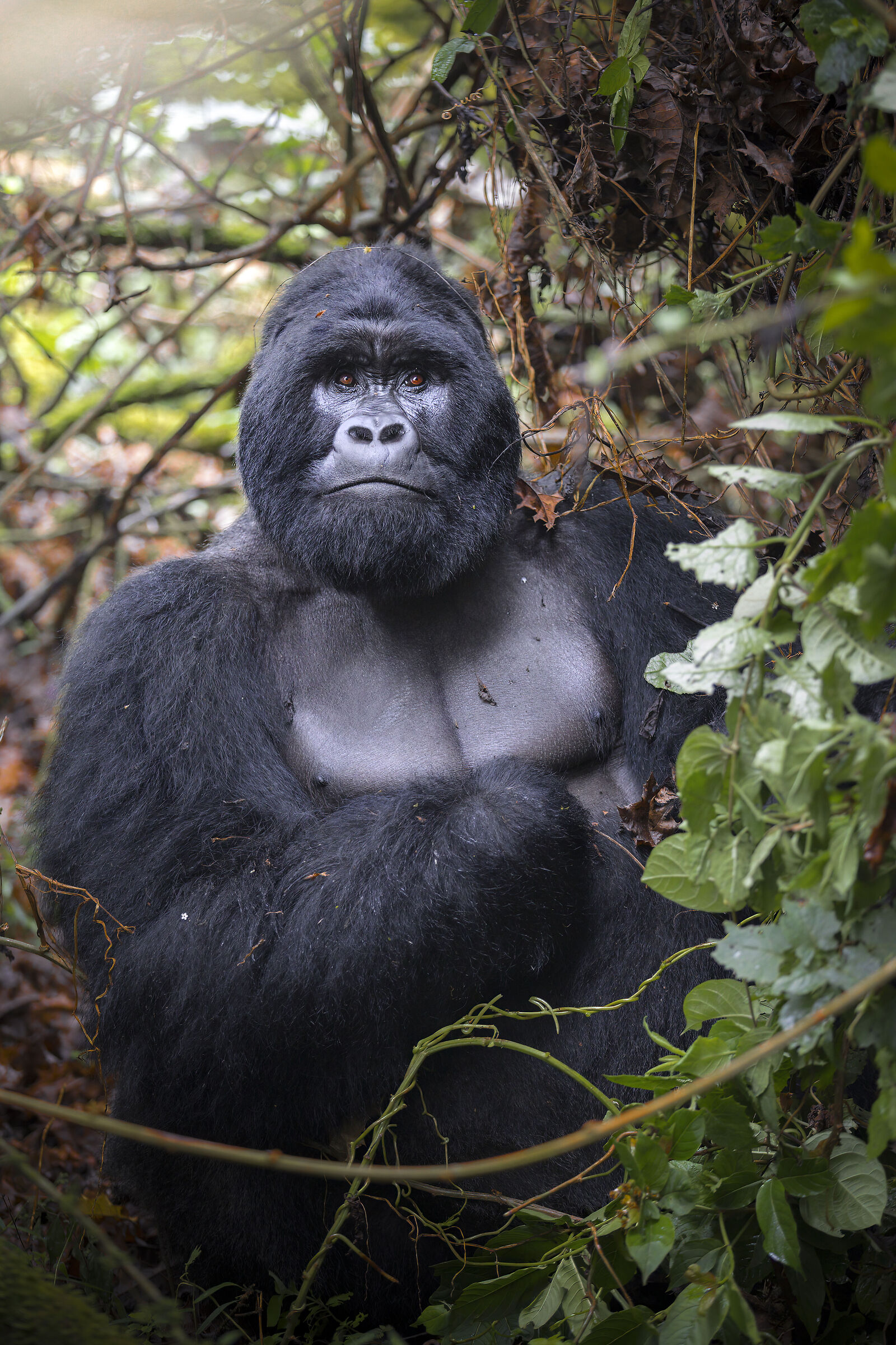Mark the Silverback