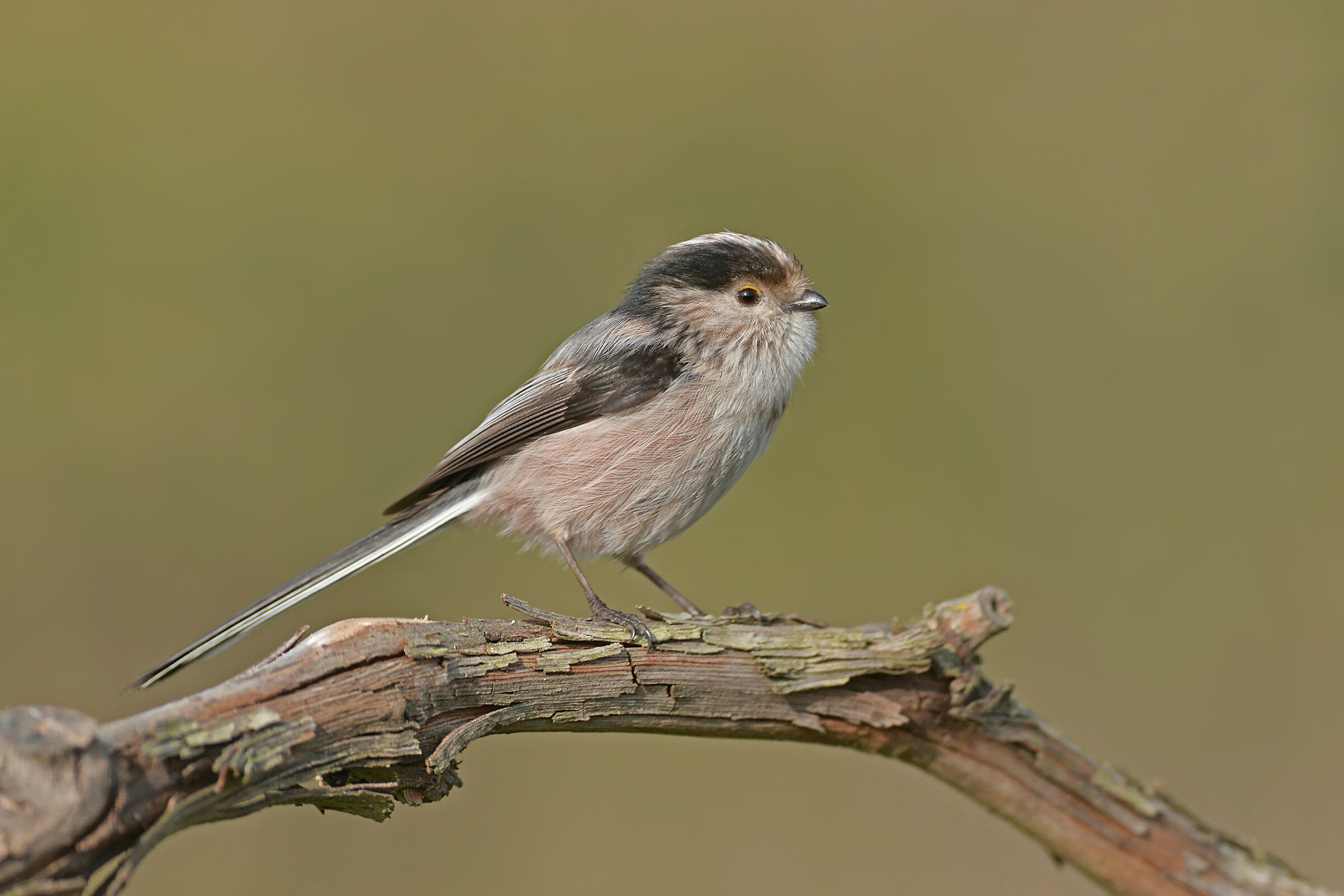 Stories of feathers 2 ( Codibugnolo )