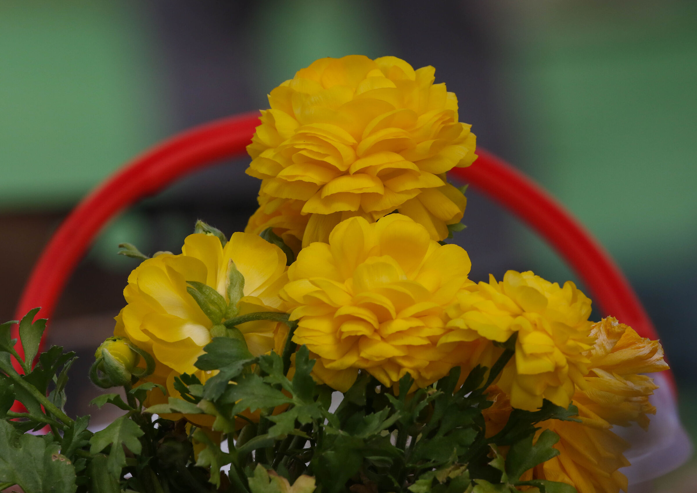 I Fiori della vicina di casa