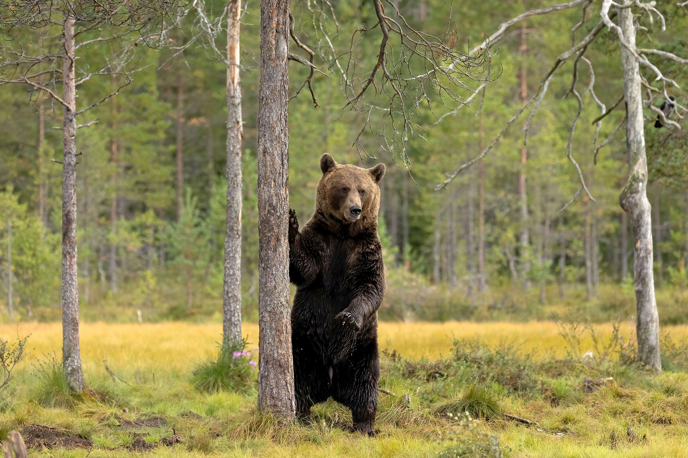 brown bear