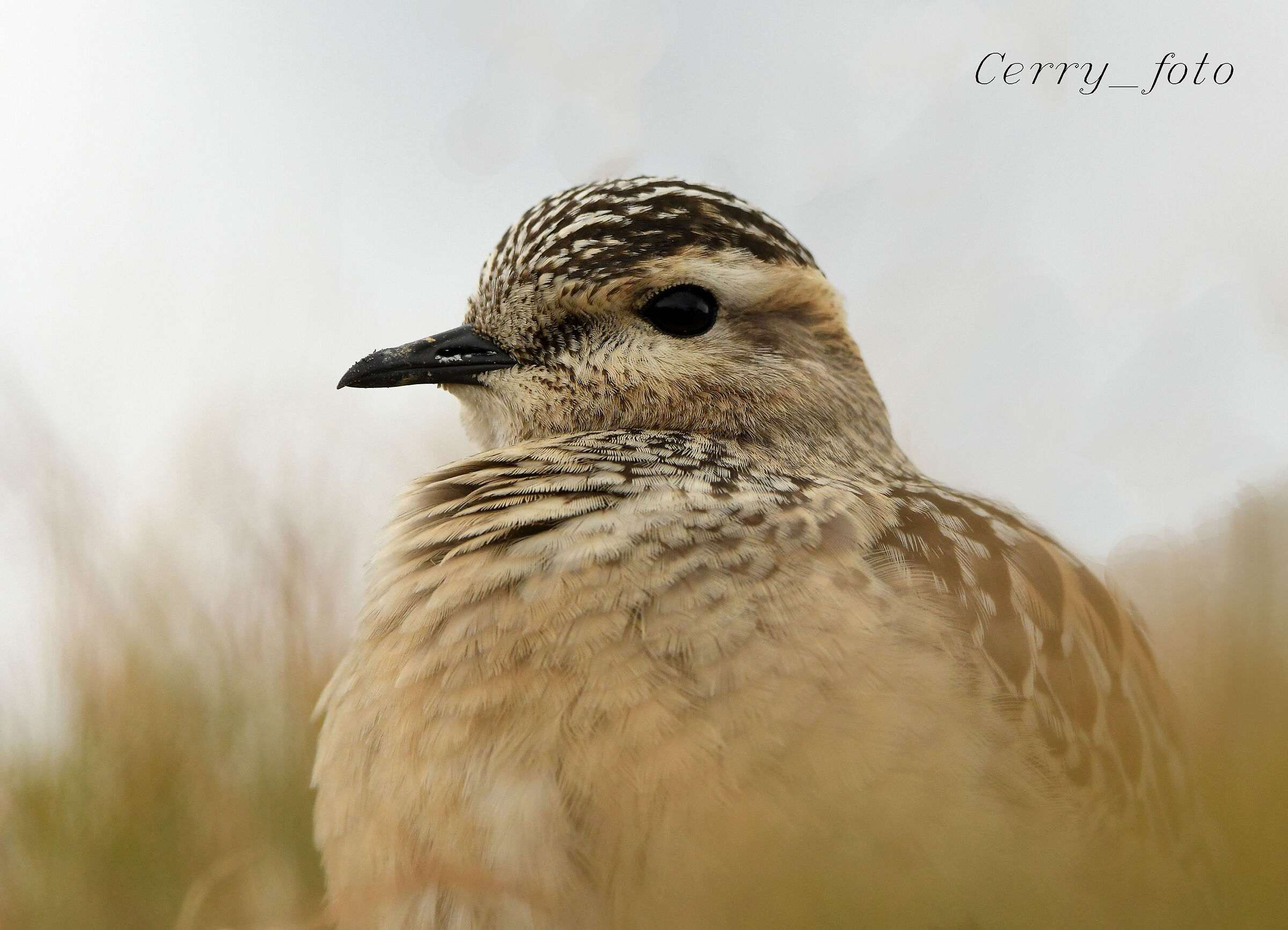 He is the tortolino plover