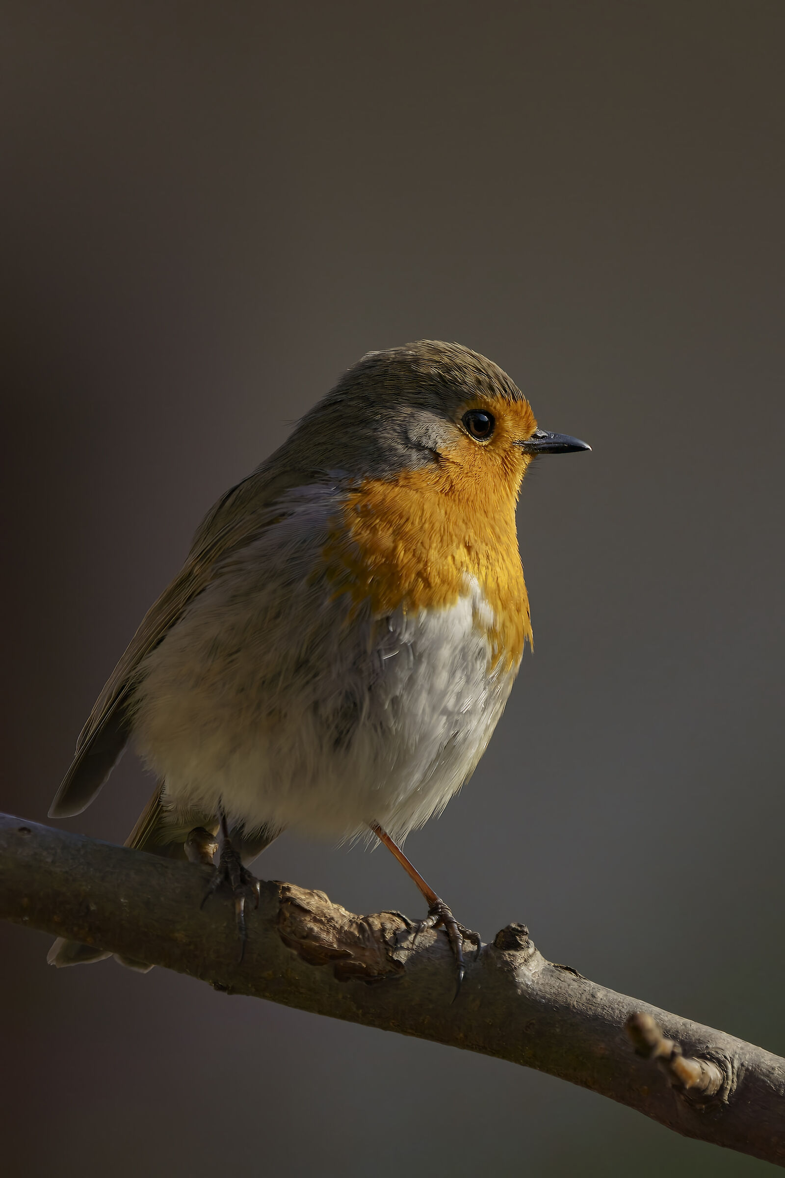 Robin