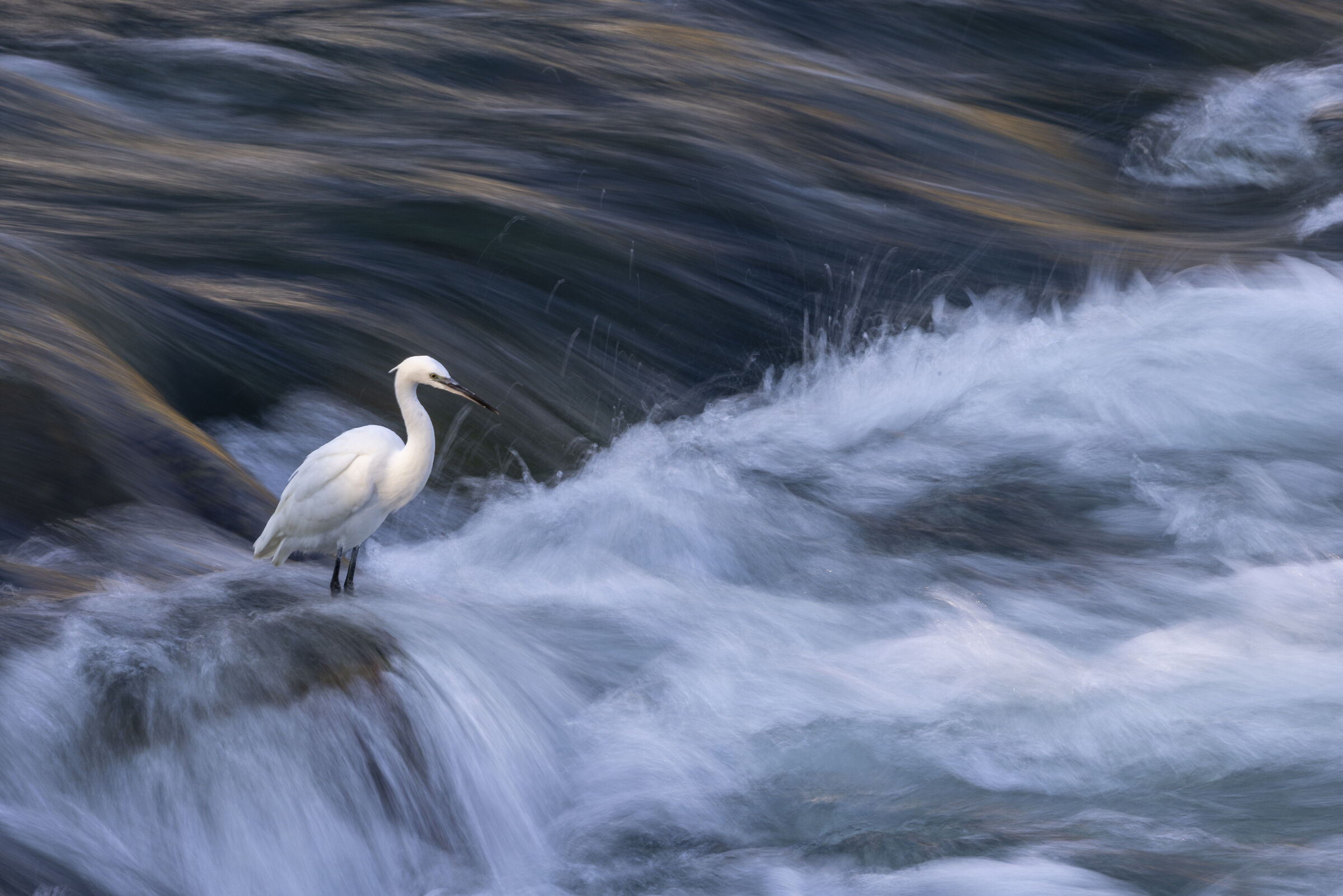 Garzetta dipinta su fiume