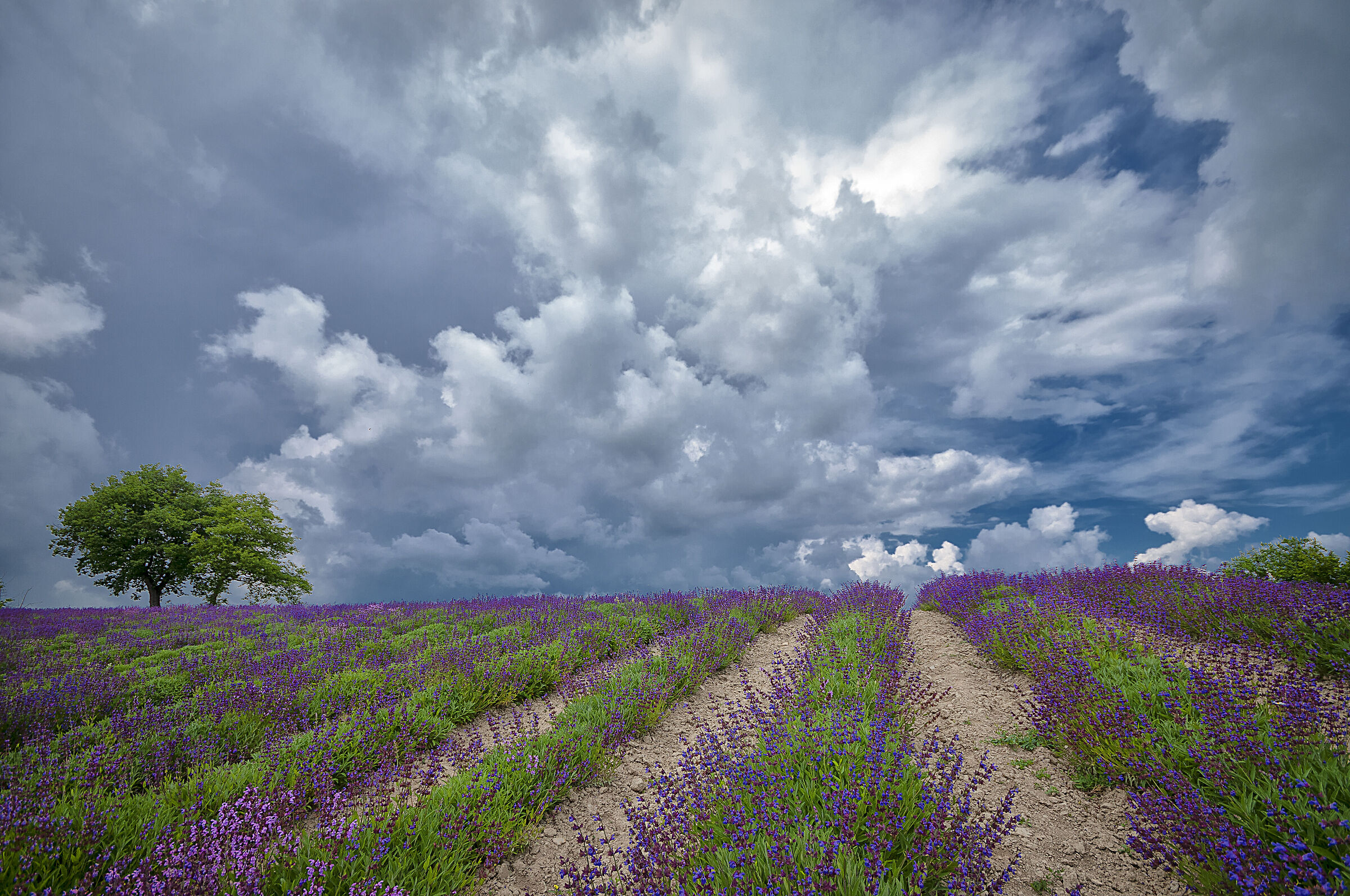 fioritura della salvia