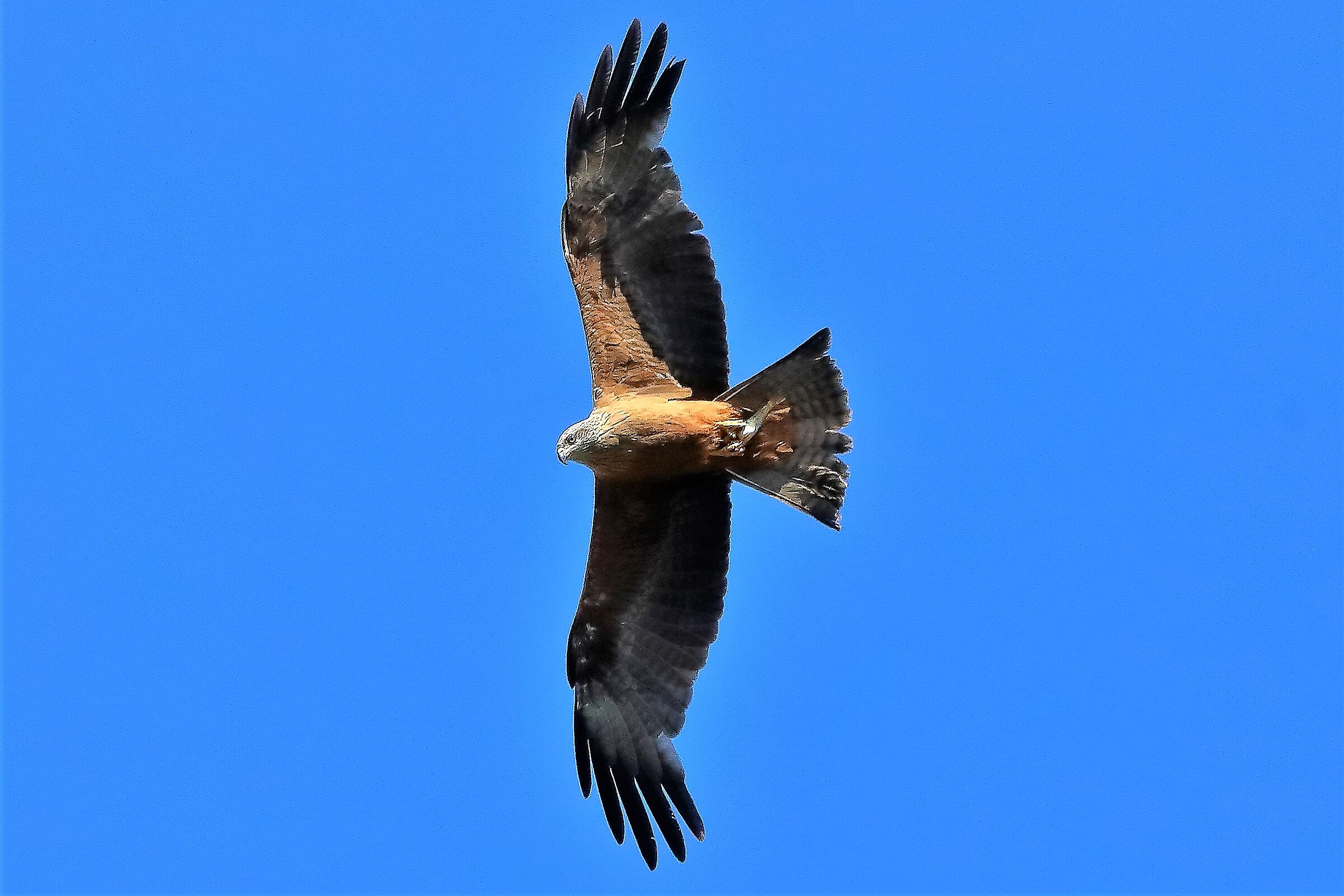 Nibbio bruno luglio 2022