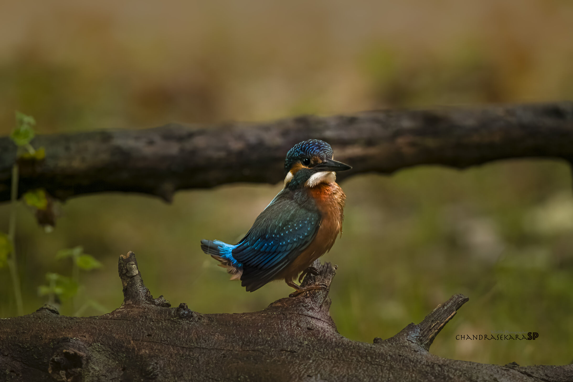martinfisher in the rain