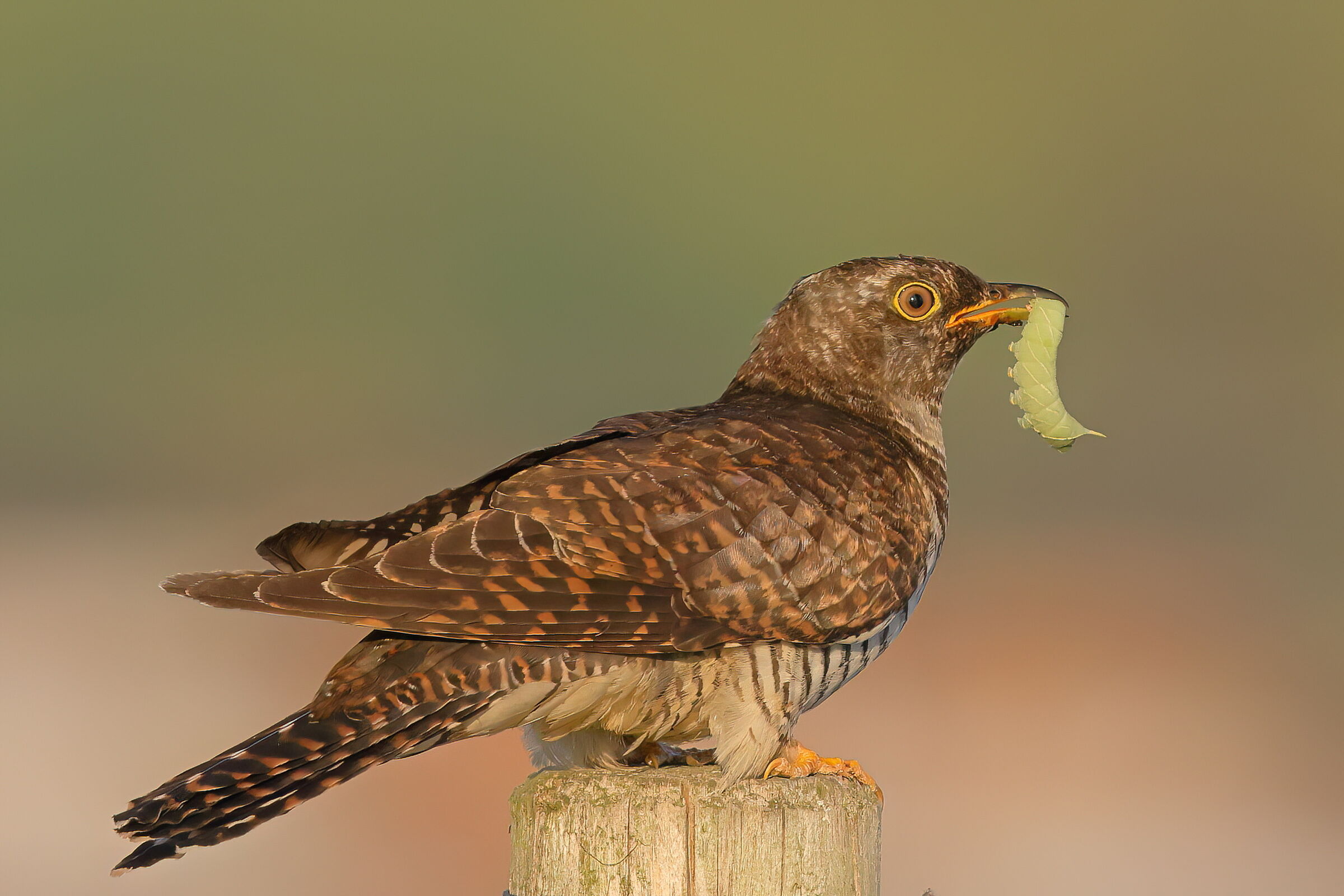 last lights of the evening