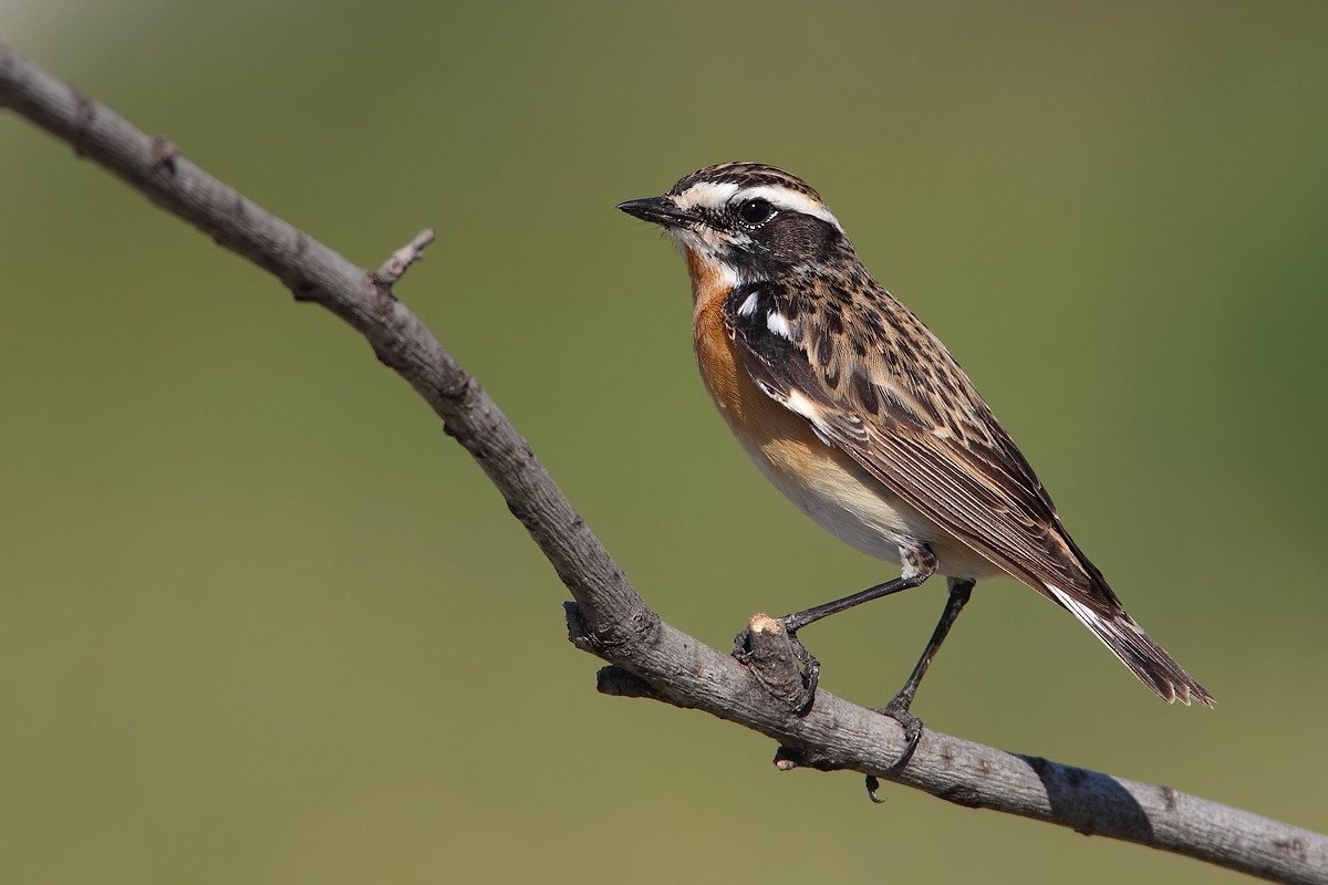 male Whinchat