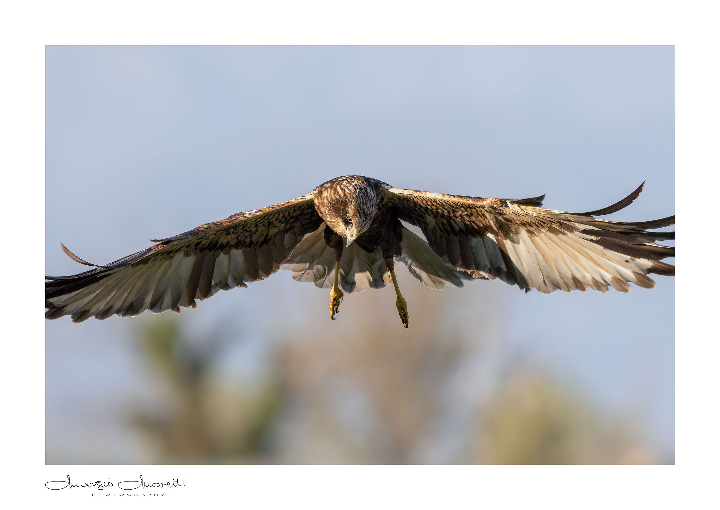 Falco di Palude