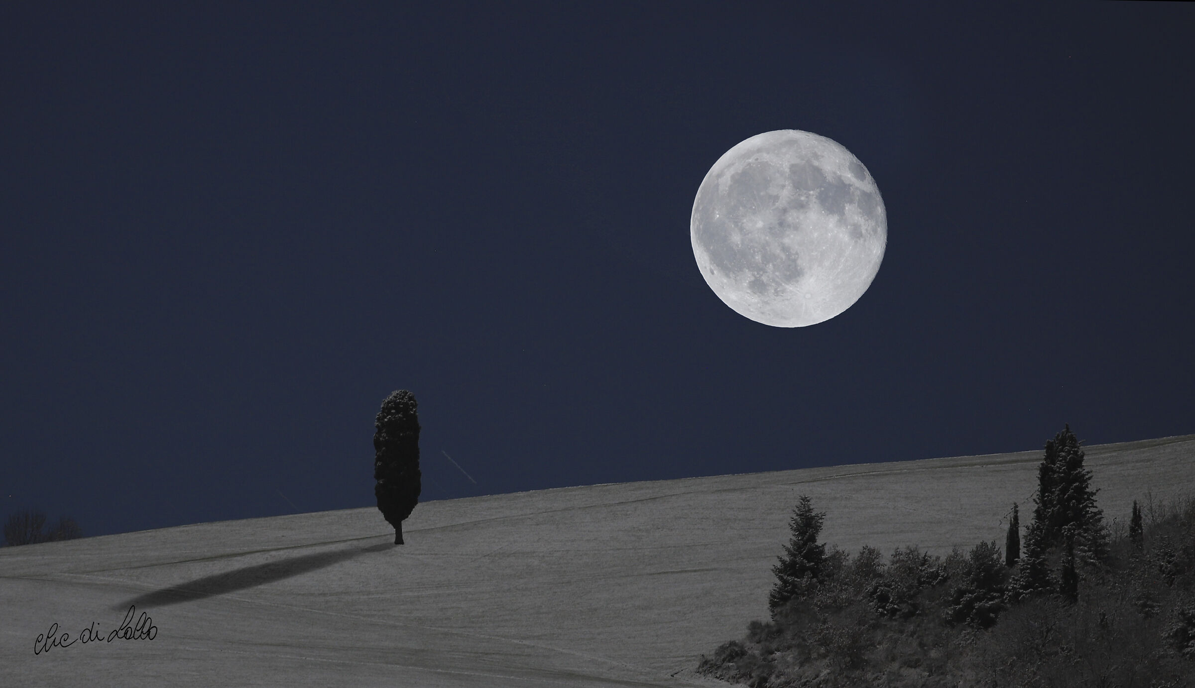 Il mio cipresso preferito   Rocca San Casciano