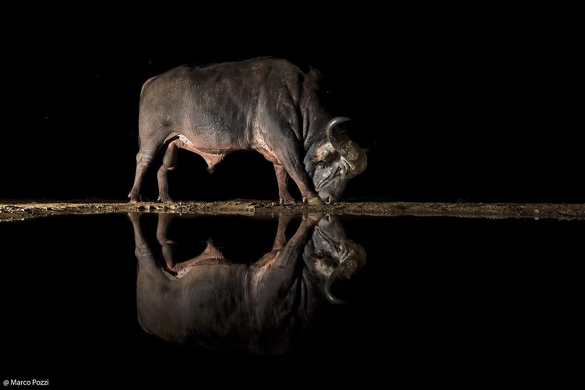 Buffalo at the pond