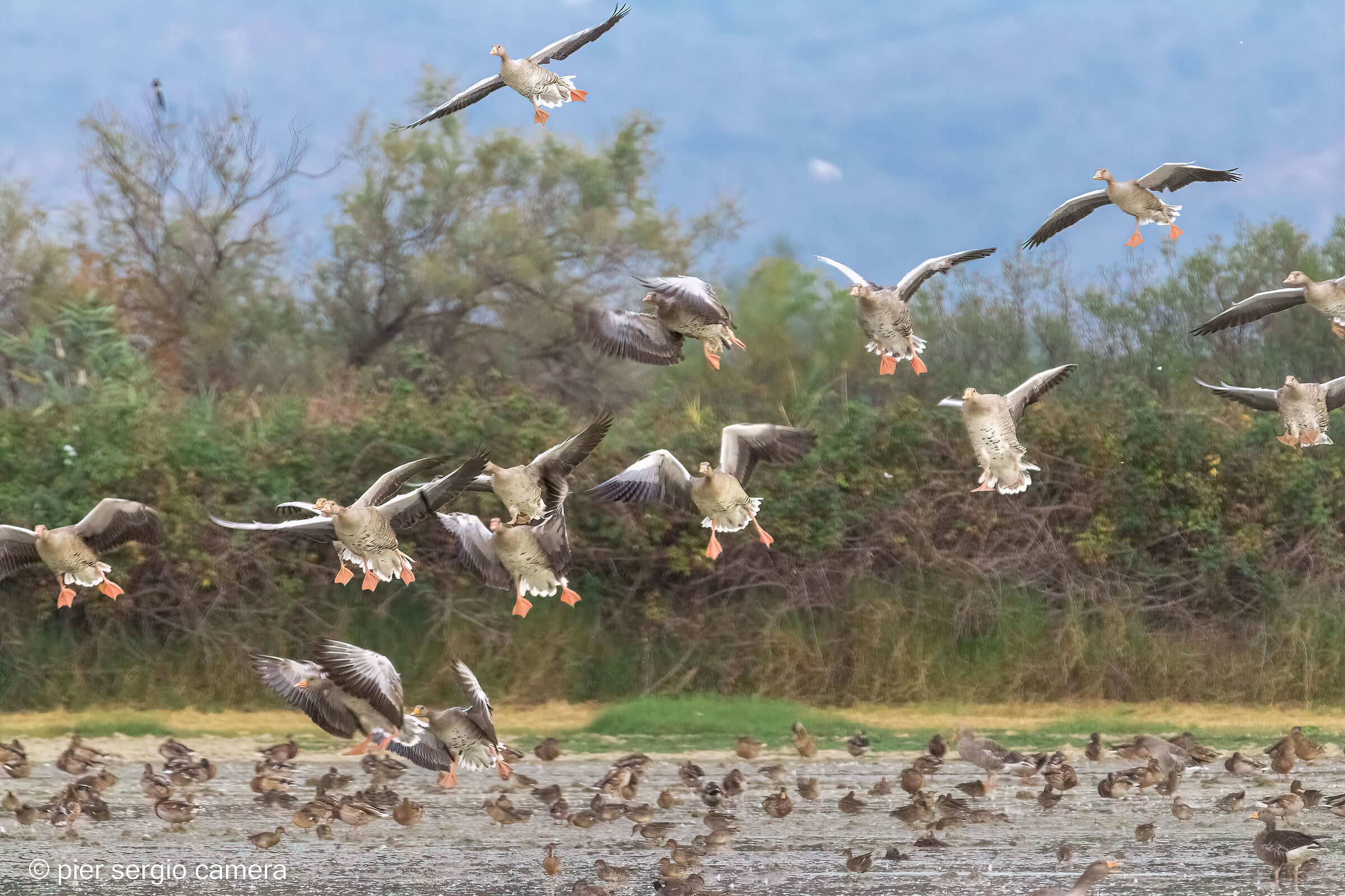 Who doesn't jump in company... either it's a thief or a spy