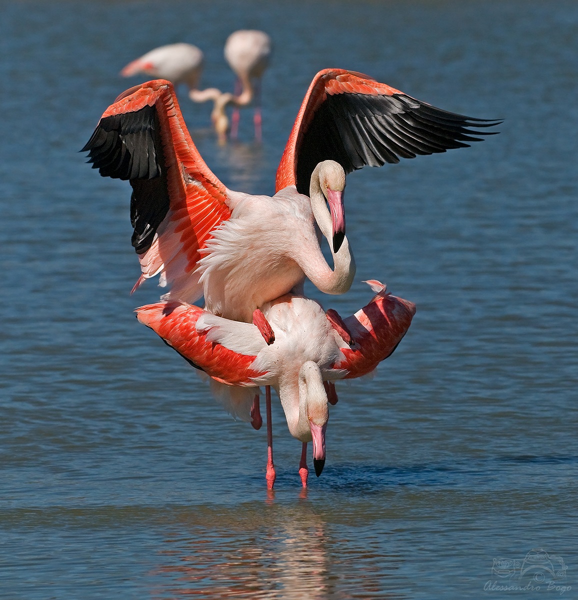 coupling flamingos