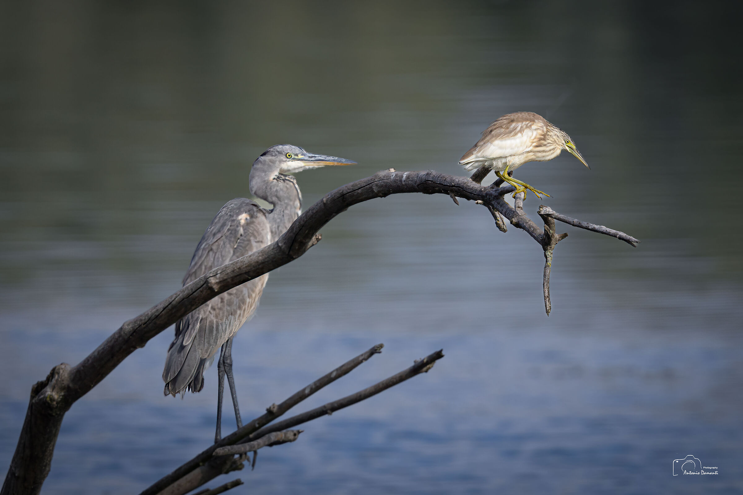 Grey heron and tufted gauze