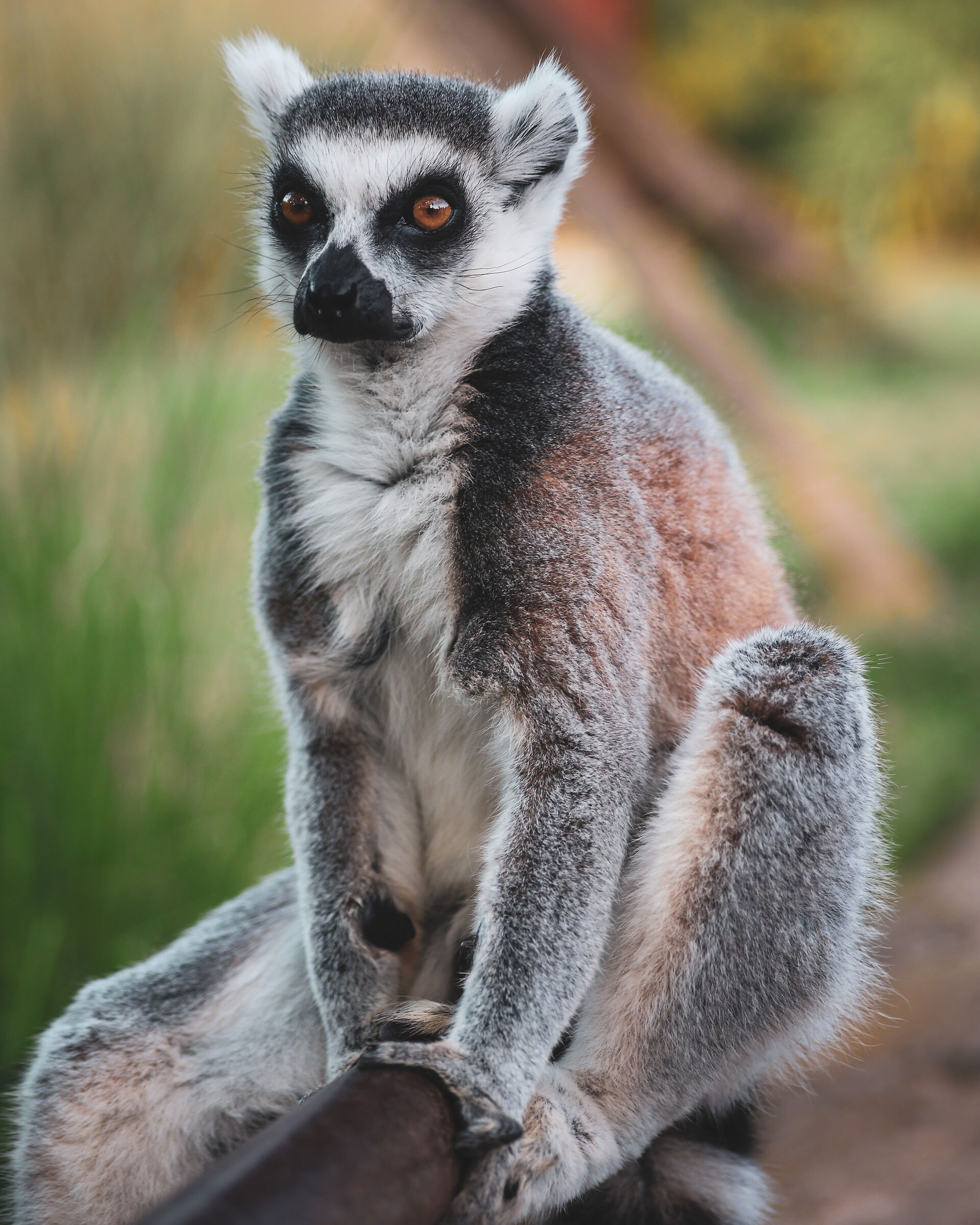The Lemur