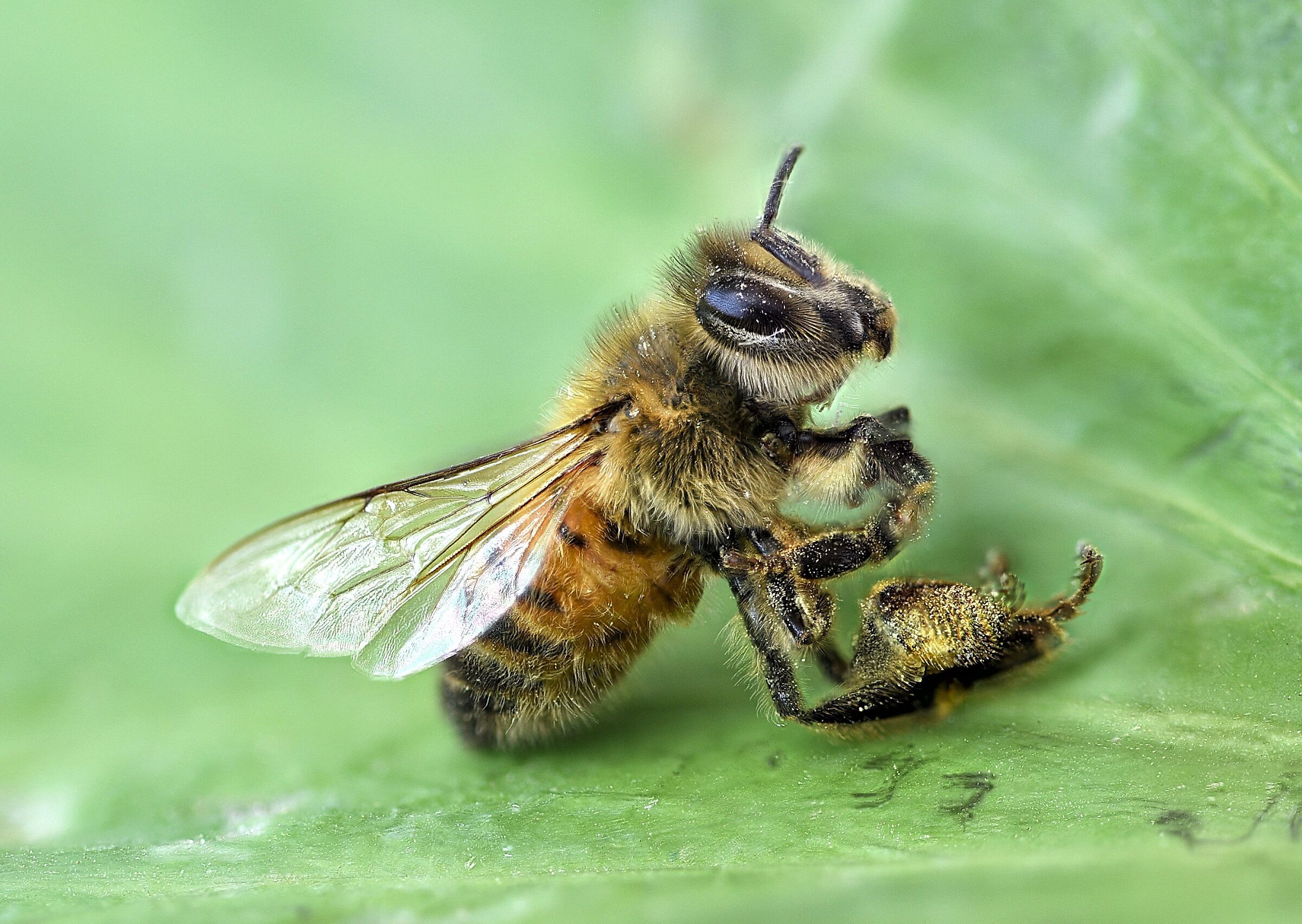 Risveglio dal crio-sonno