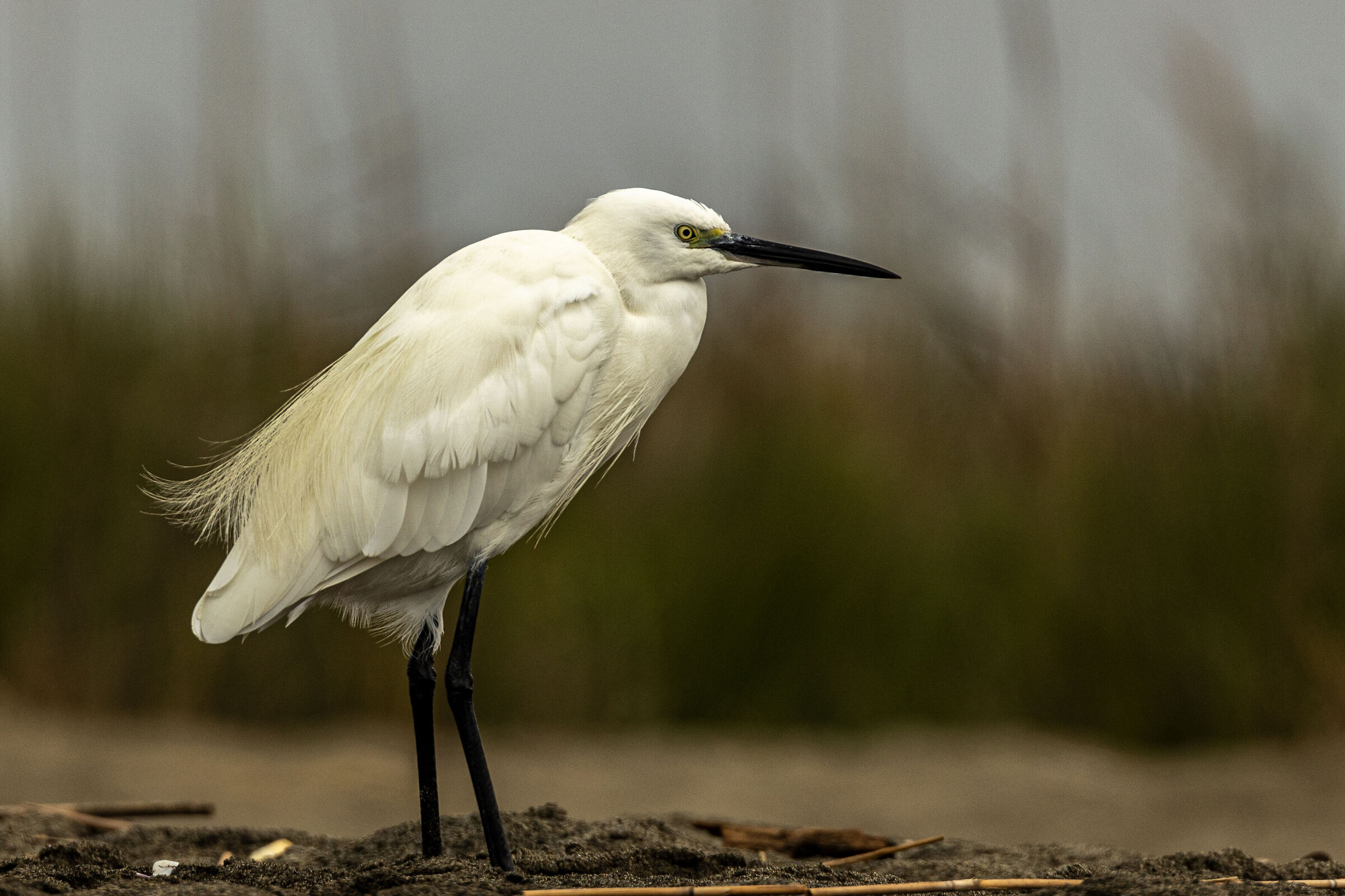 Egret