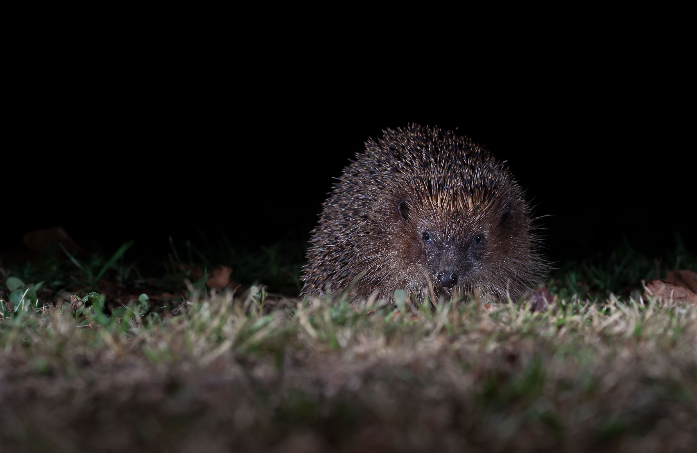 Hedgehog