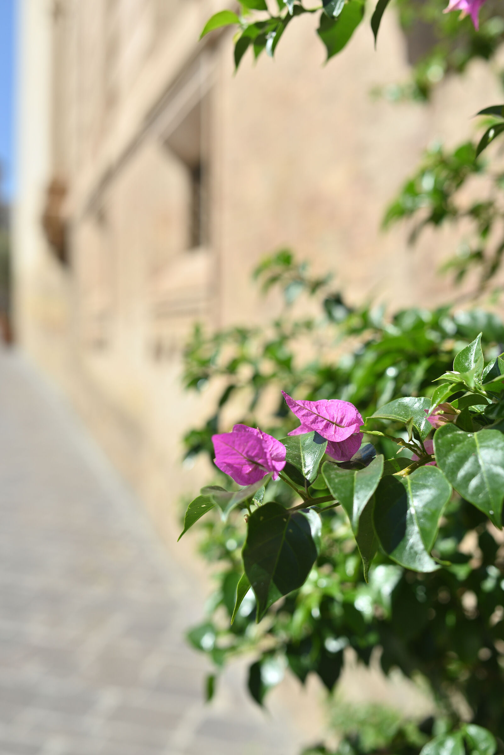 Test Samyang 35mm AS UMC f/1,4