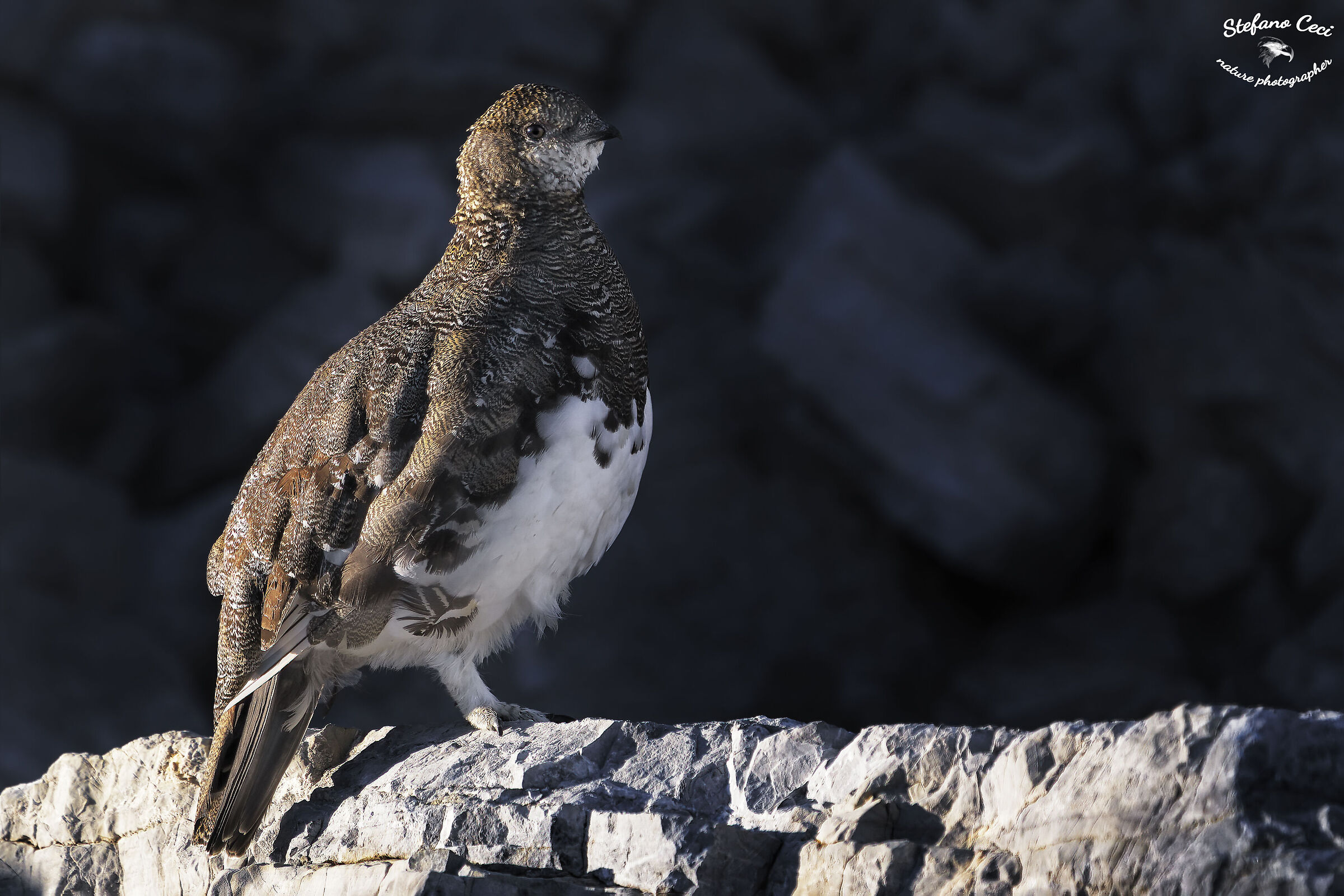 Ptarmigan