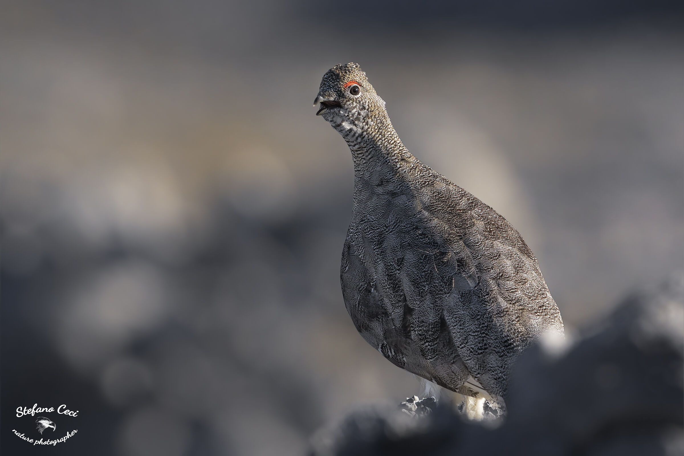 Ptarmigan